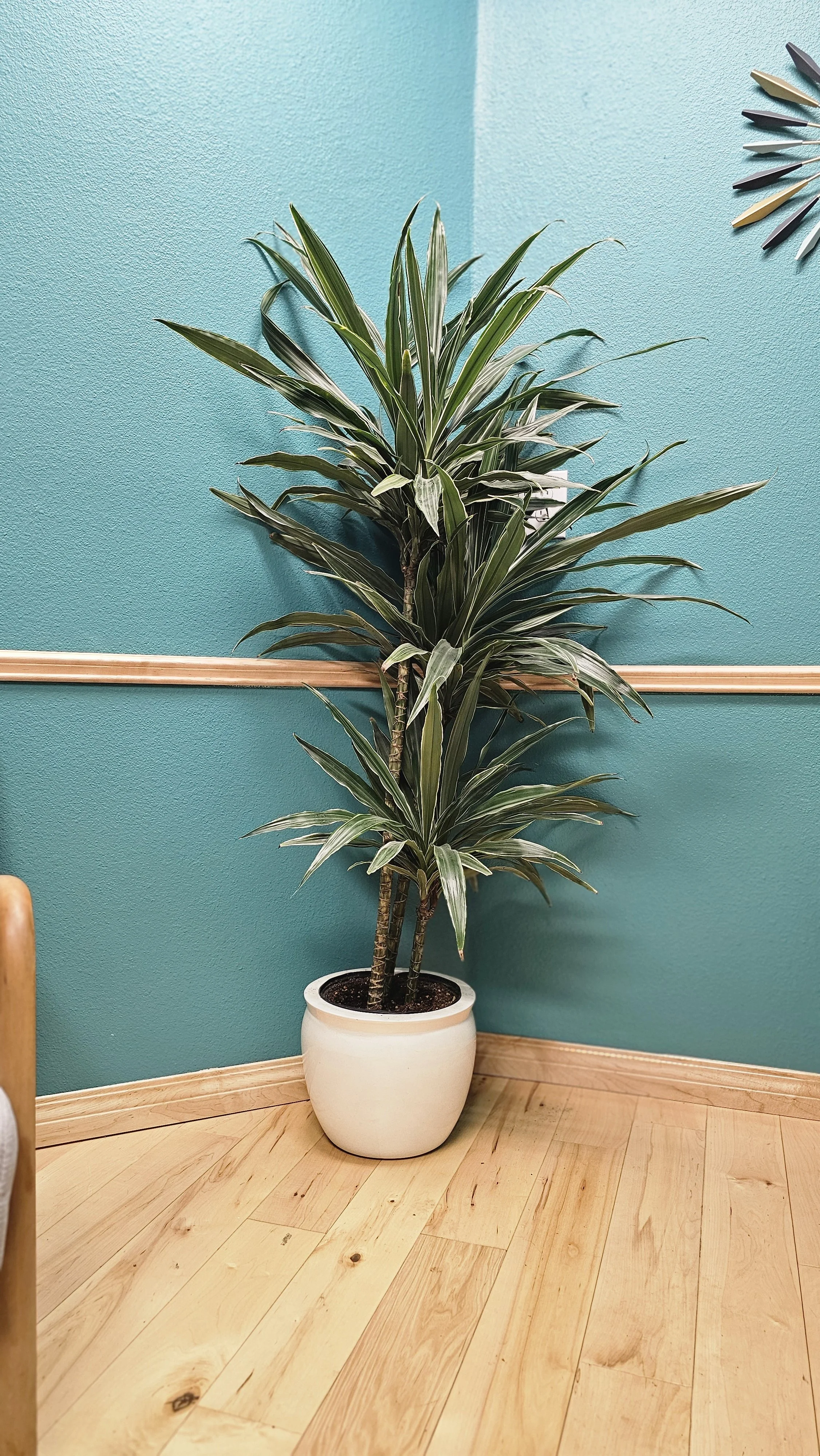 Tall indoor plant with variegated green and white leaves in a white pot against a teal colored wall with a wooden floor