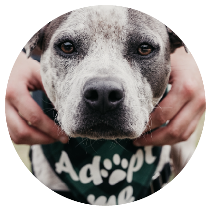 Close-up of adoptable dog wearing bandana being comforted by volunteer at Alaska rescue