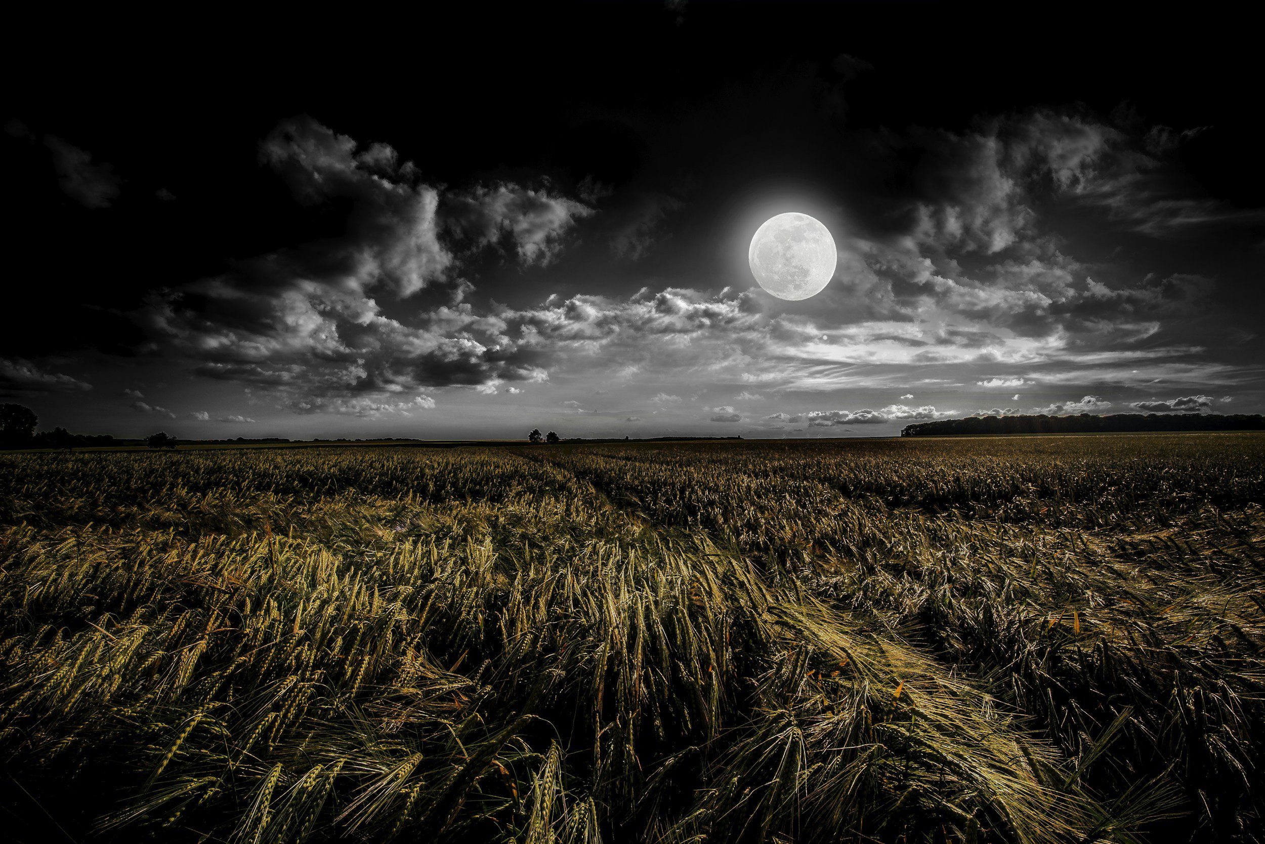 A black and white photo of a field of crops under a night sky with a full moon and clouds.