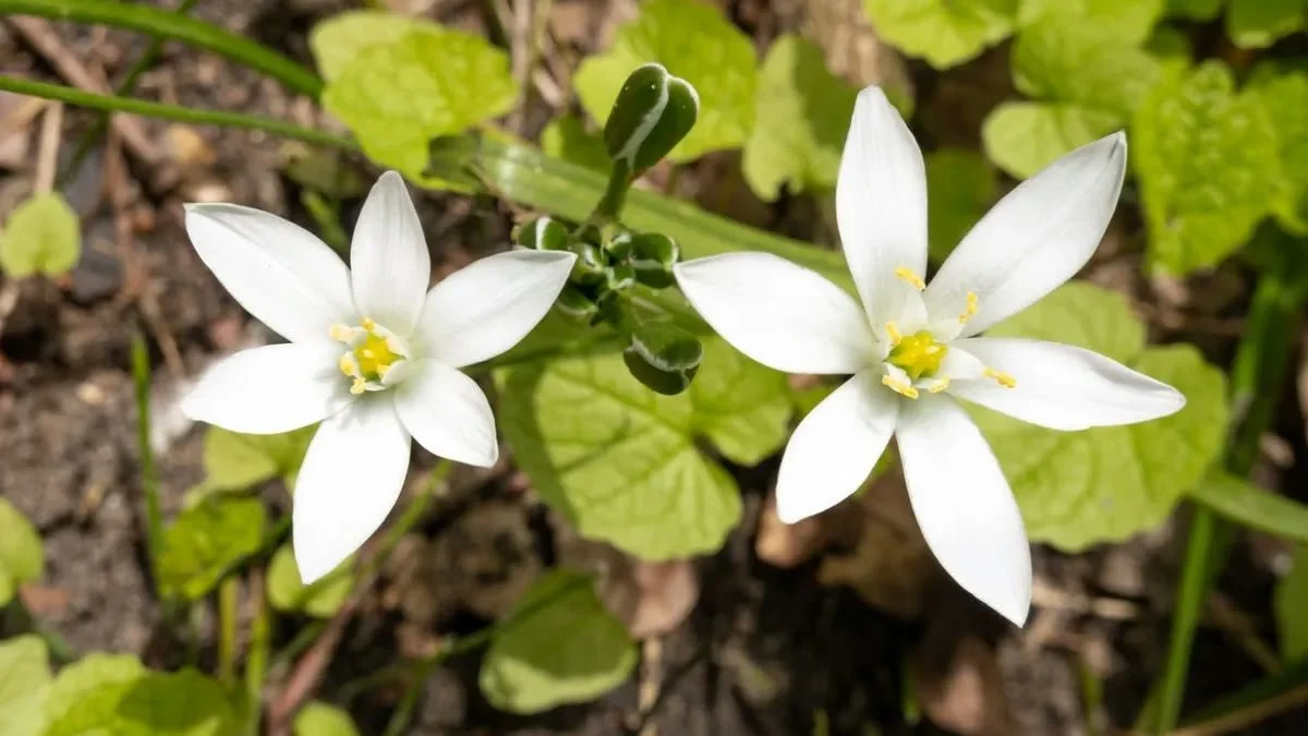 Día Internacional del Terapeuta Floral