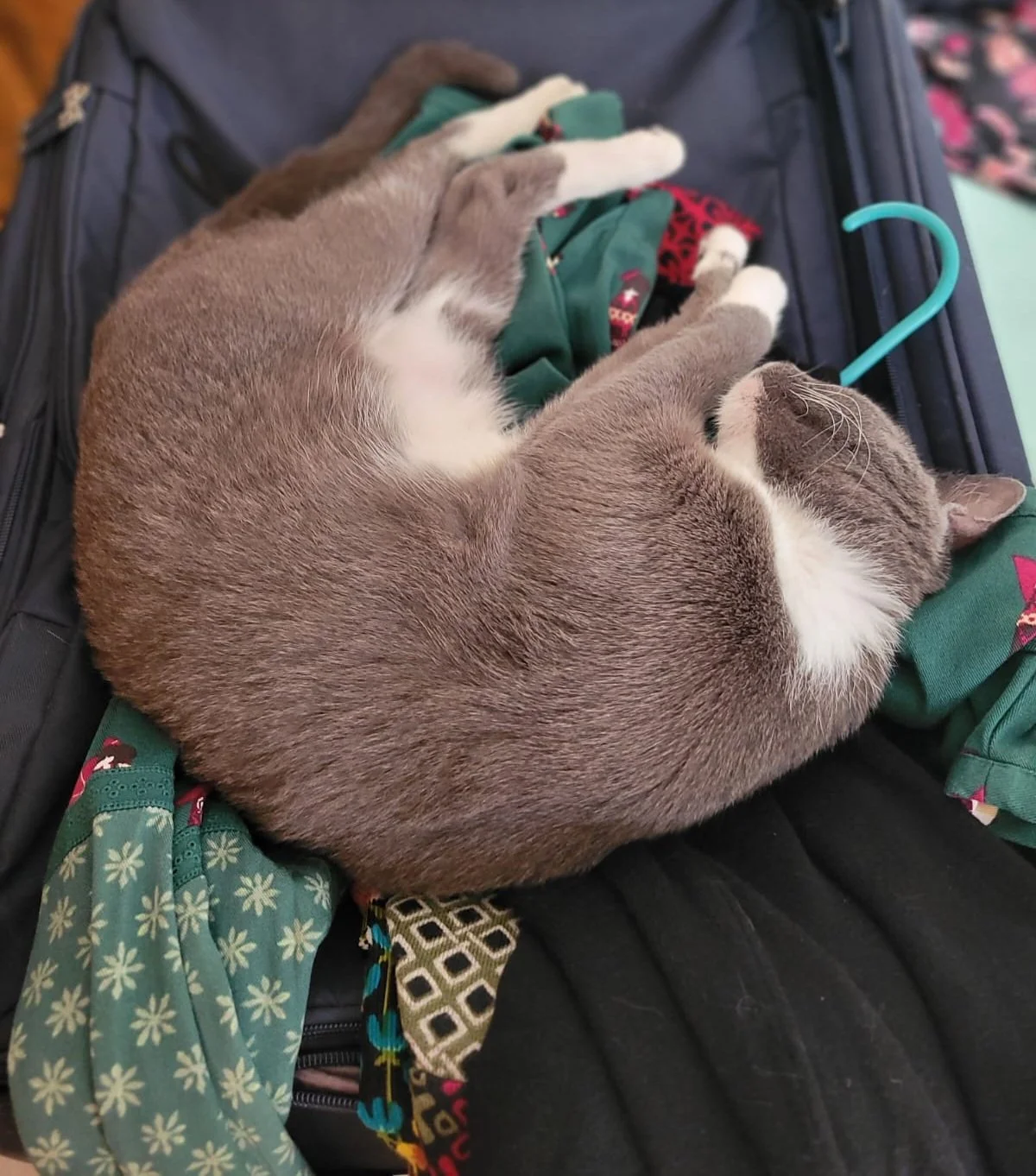 ¿Cómo puedo cuidar mejor a mis gatitos este verano?
