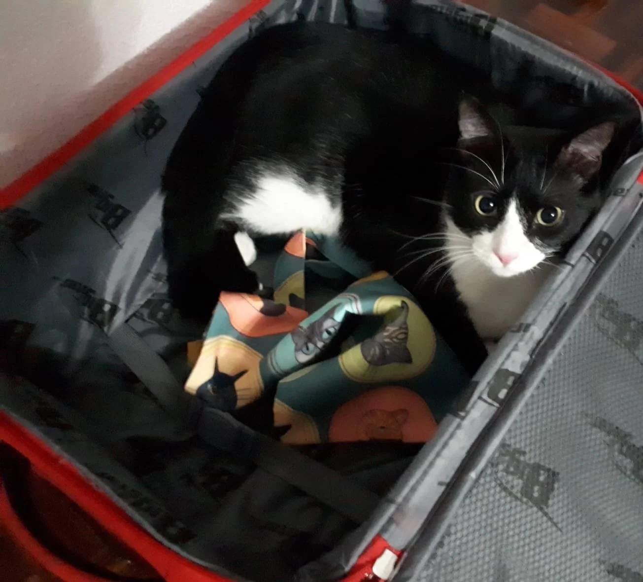 ¿Vacaciones de verano? Cómo no alterar el mundo de tus gatitos