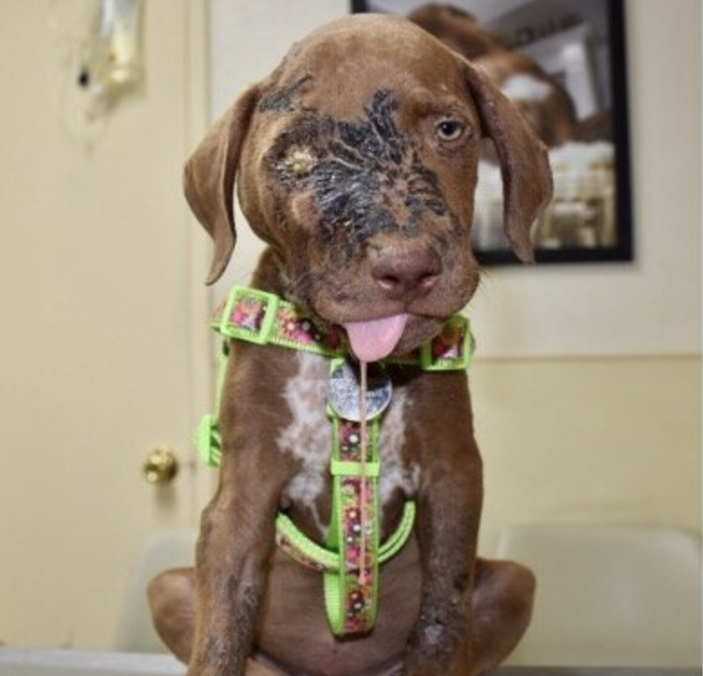 This is Riley he was abused and used by Marc ching and animal hope and wellness to gain donations fraudulently