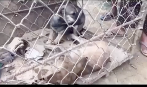 This is Liberty before Marc Ching paid for the butcher to cut off her paws