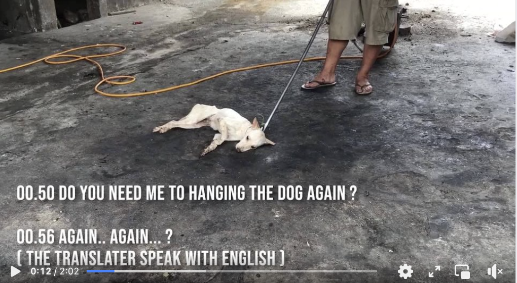 A person in shorts and flip-flops standing on a charred ground, holding a leash attached to a small dog lying on the ground. The scene appears to be outdoors, possibly after a fire.