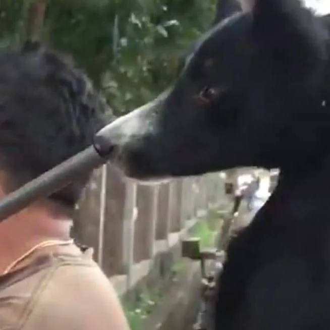 This is image of Jessie the dog that Marc Ching killed and animal hope and wellness Foundation we complicit with the killing and gained donations fraudentely