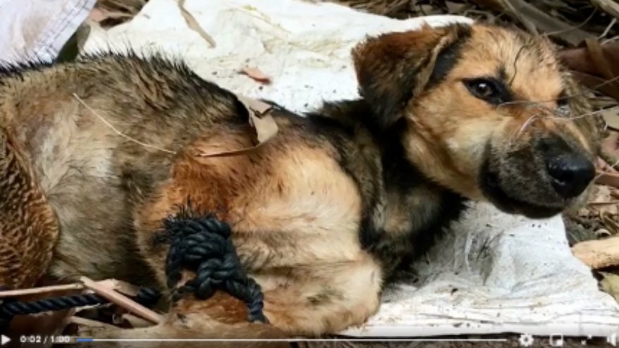 Maggie was paid to be killed by Marc ching and animal hope and wellness gained donations from the suffering