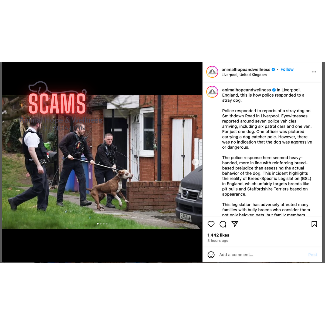 #animalhopeandwellnessfoundation #vincesena #animalhopeandwellnessscams #animalshopeandwellnesschinashelteescams #vincesena #sukisu #sheenagao #ElenaRoberto