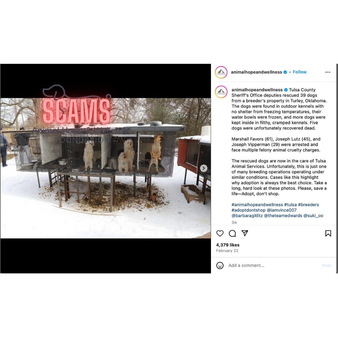 #animalhopeandwellnessfoundation #vincesena #animalhopeandwellnessscams #animalshopeandwellnesschinashelteescams #vincesena #sukisu #sheenagao #ElenaRoberto