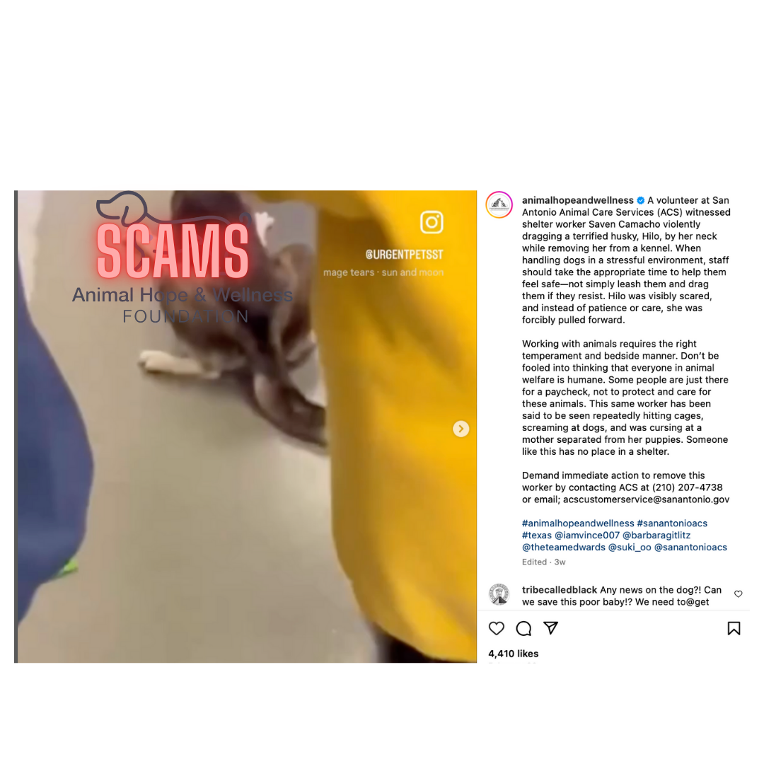 #animalhopeandwellnessfoundation #vincesena #animalhopeandwellnessscams #animalshopeandwellnesschinashelteescams #vincesena #sukisu #sheenagao #ElenaRoberto