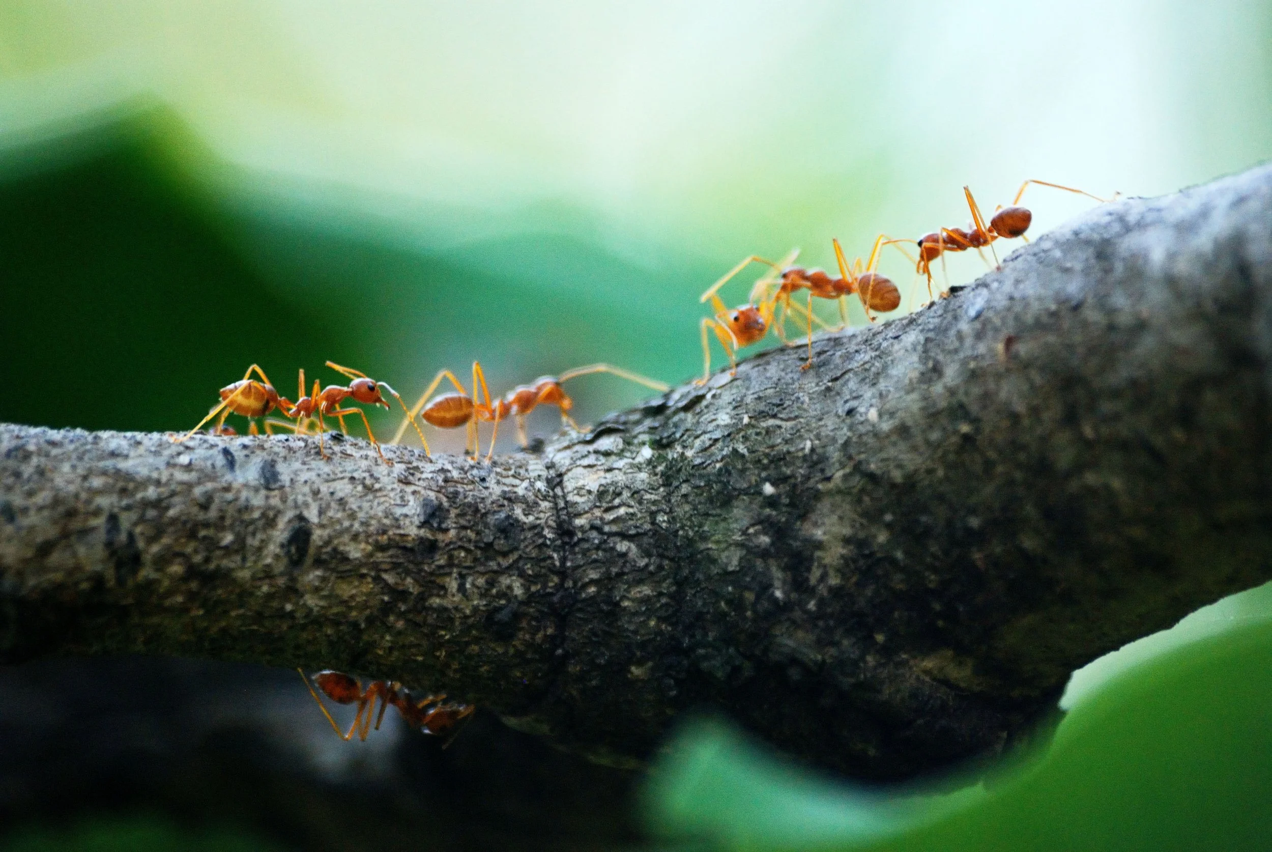 A group of orange ants walking on a tree branch.