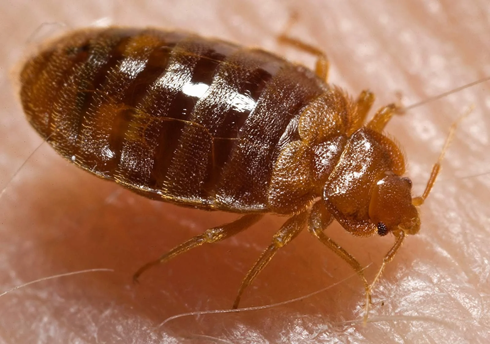 Close-up of a bed bug on human skin.