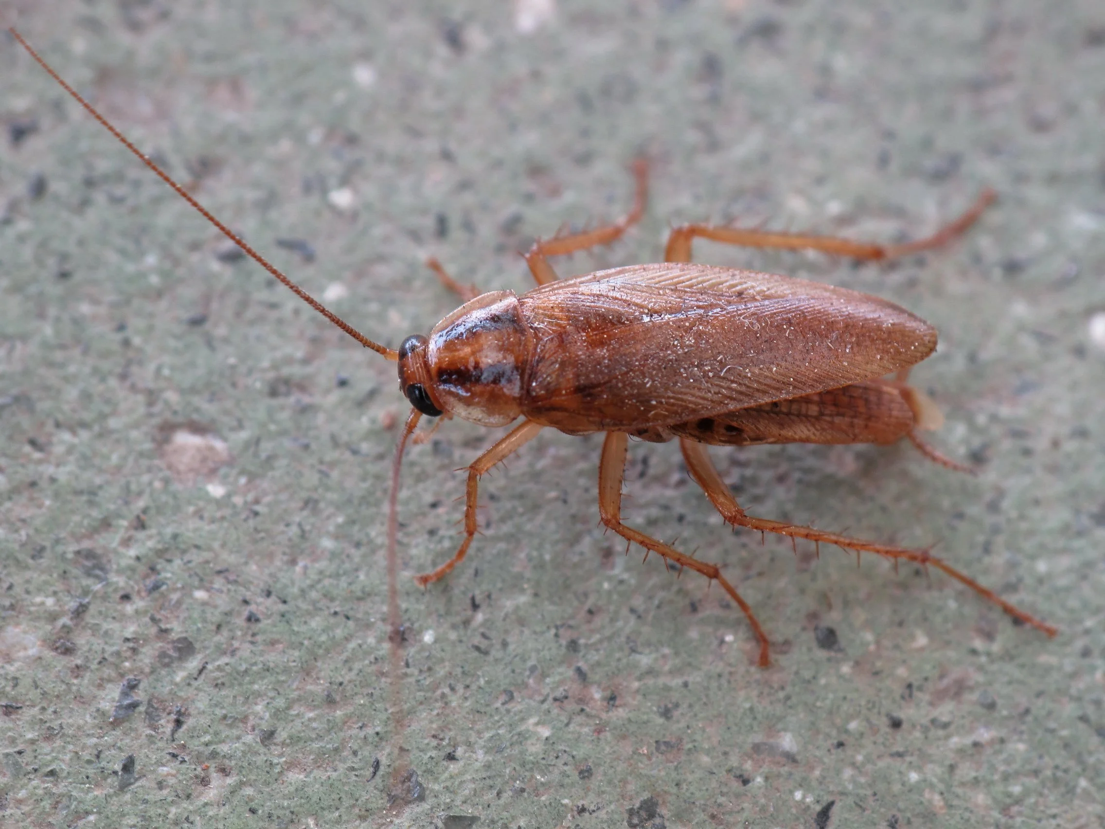 Close-up of a brown cockroach on a textured surface.