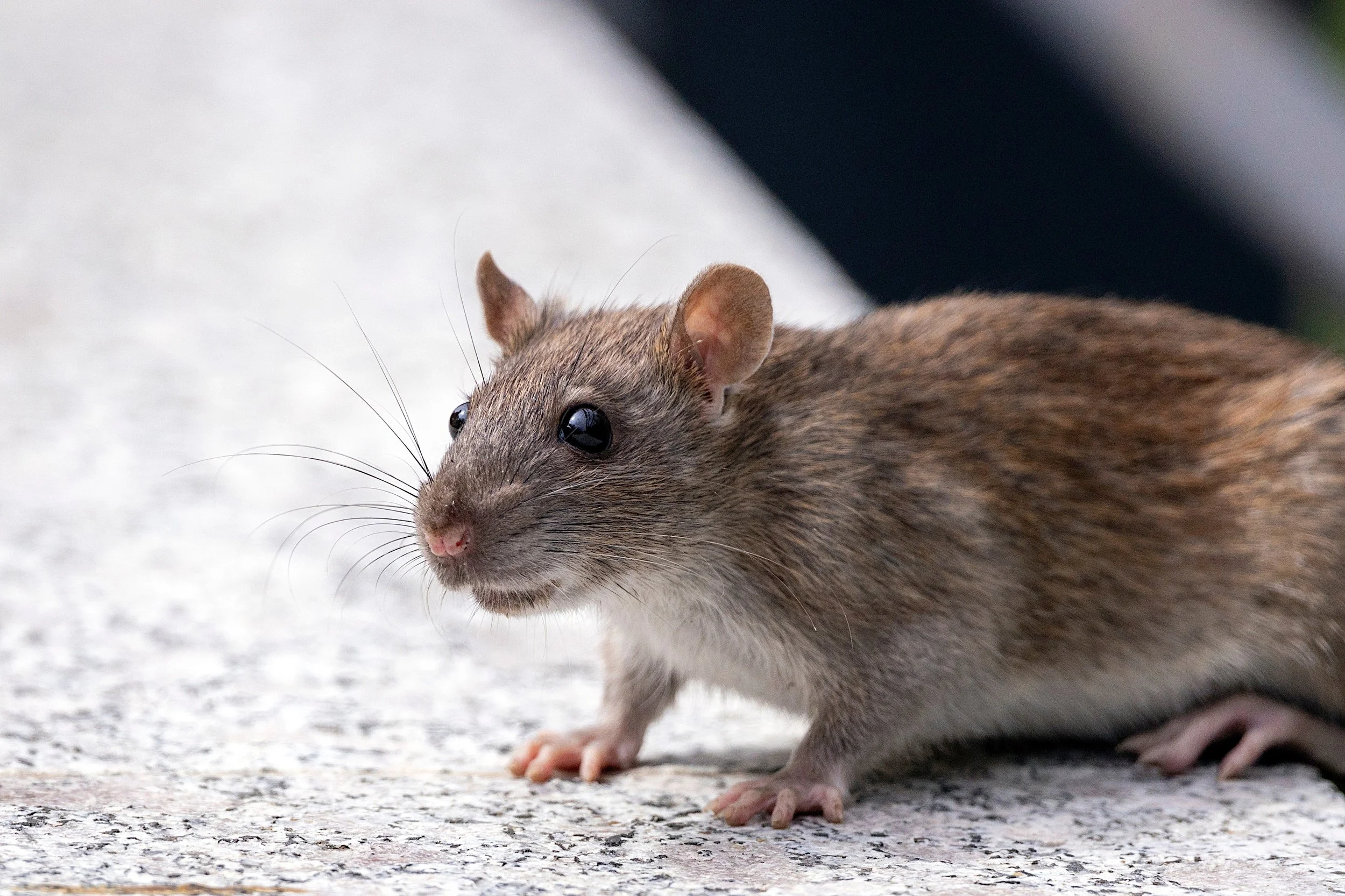 Close-up of a small brown mouse with black eyes on a rough gray surface.