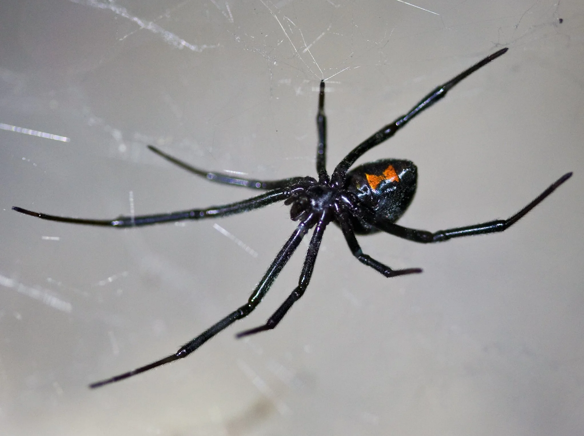 Close-up of a black widow spider with red markings on its abdomen, sitting on its web.