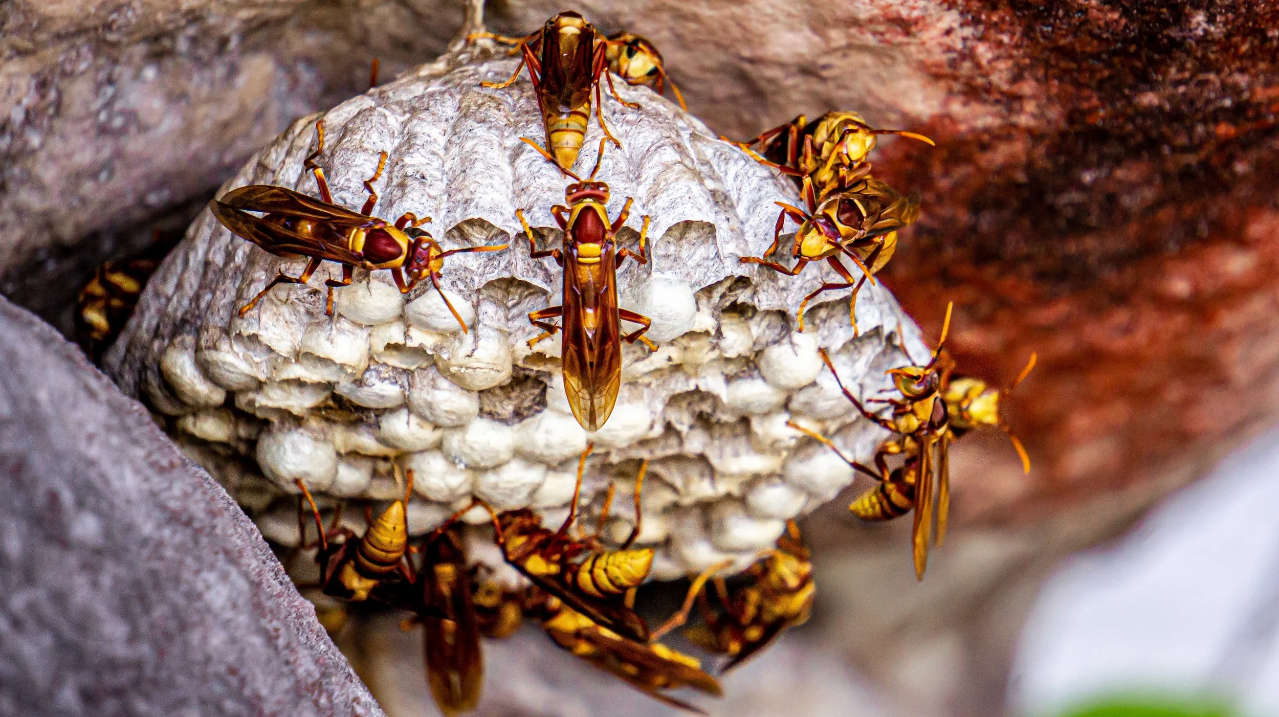 Swarm of yellow and brown wasps surrounding a white paper nest attached to a brick wall.
