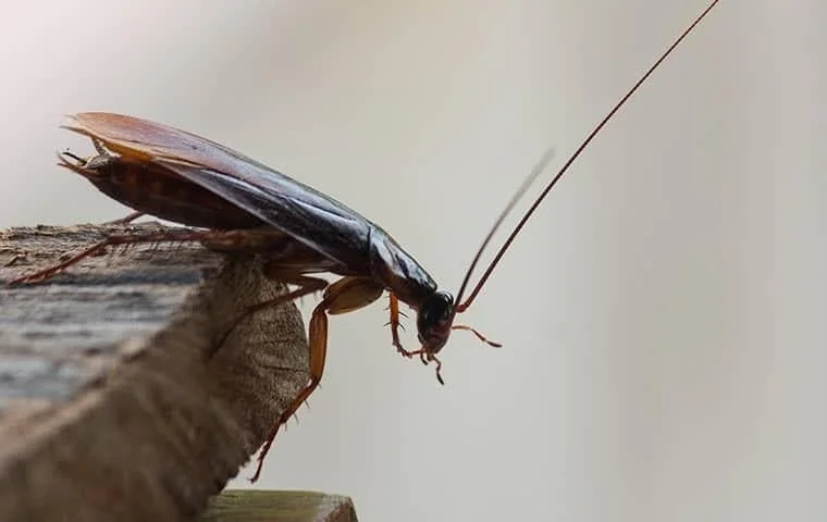The Best Way To Get Rid Of Roaches In Your Home…