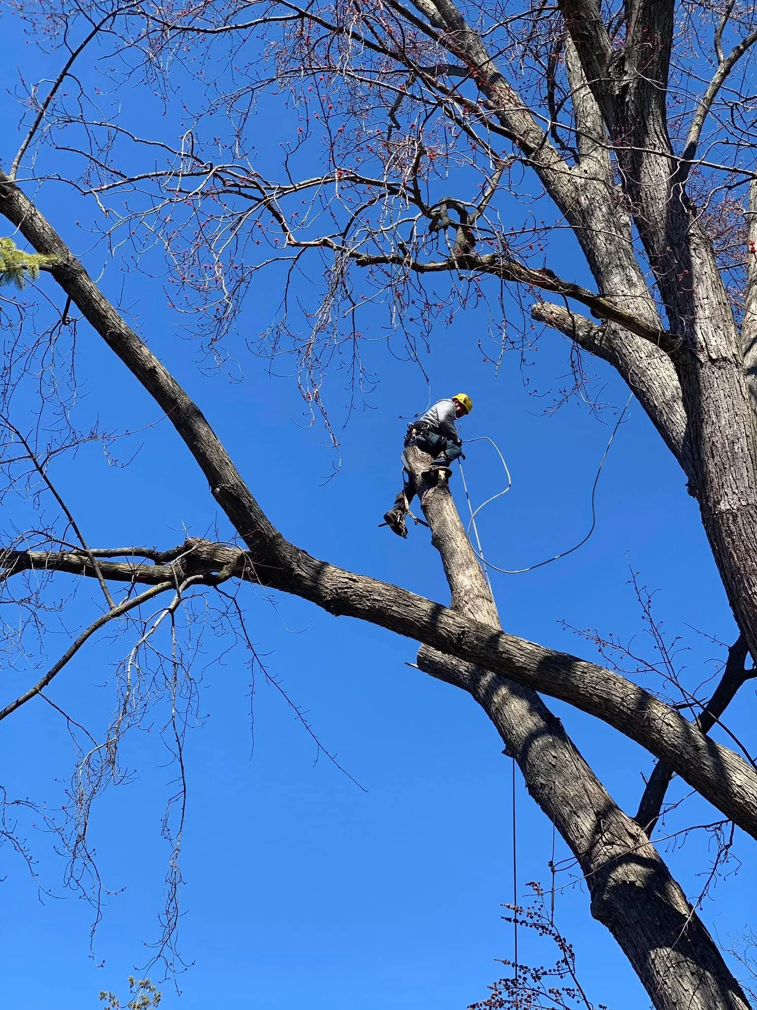 A tree climber wearing a yellow helmet and gray shirt is working high in a leafless tree against a bright blue sky, secured with ropes for safety.