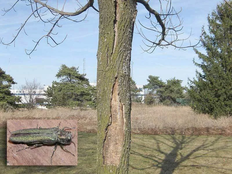 Why Dead Ash Trees in Green Bay Are a Summer Safety Hazard (And What to Do Next)