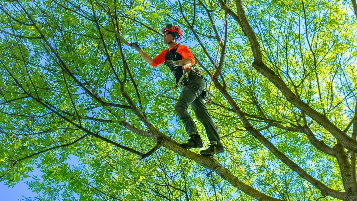 A person wearing a red helmet, black gloves, and outdoor gear stands on a tree branch high among green leaves and blue sky.