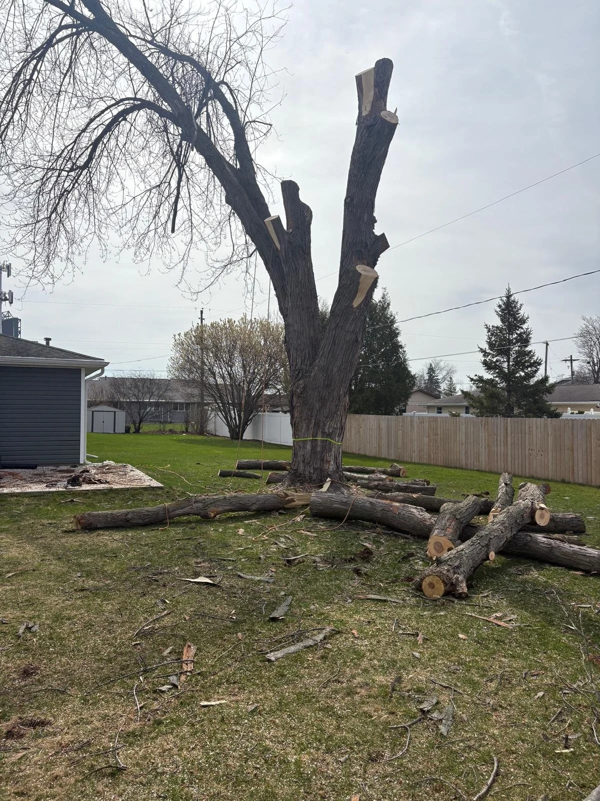 A large tree has been cut down in a backyard, with several logs and branches on the ground around the trunk.