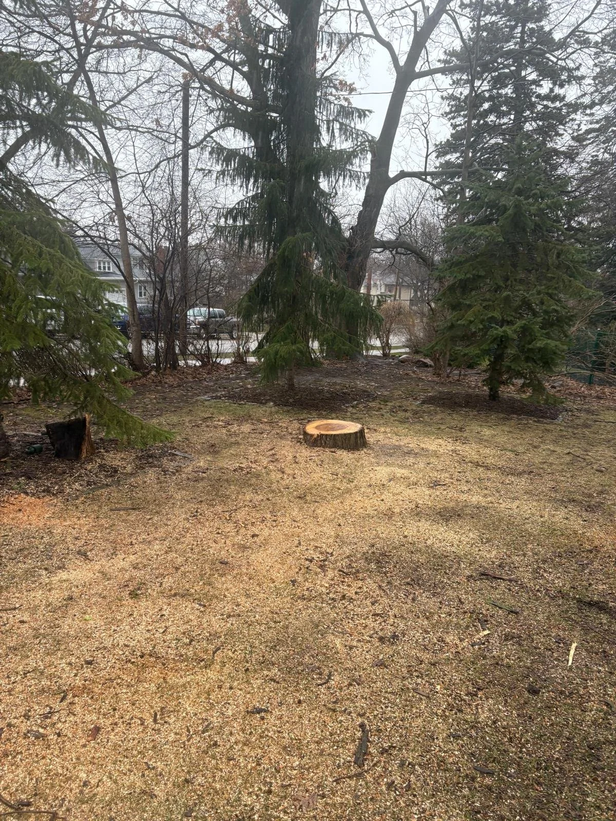 A small patch of outdoor yard with several evergreen trees and tree stumps, on a cloudy day.