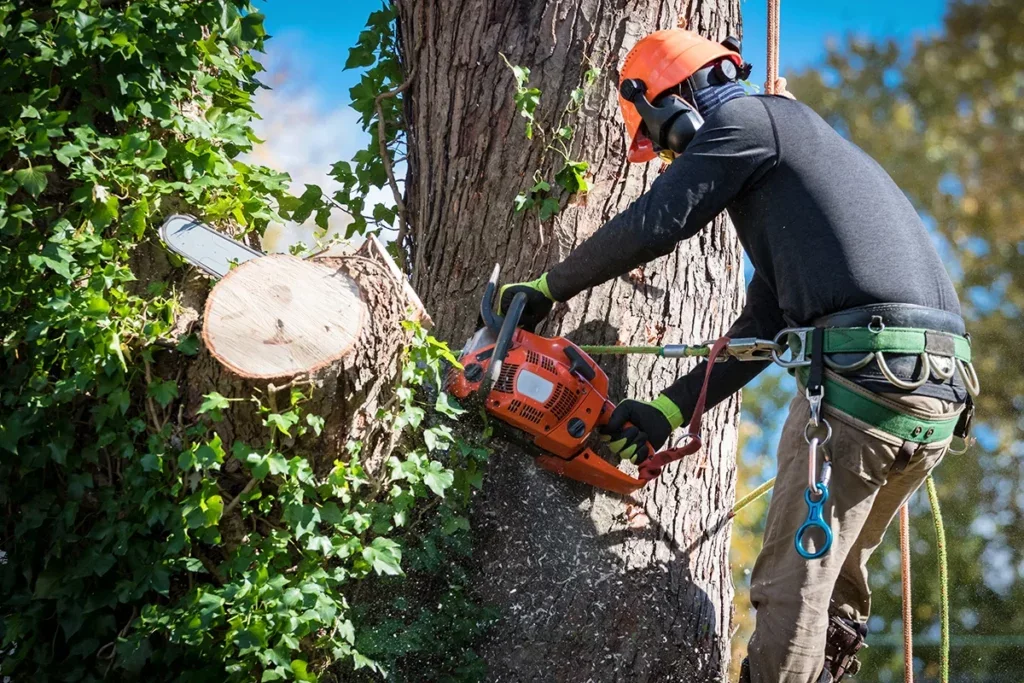 A person wearing a helmet and safety harness using a chainsaw to cut a large tree trunk.