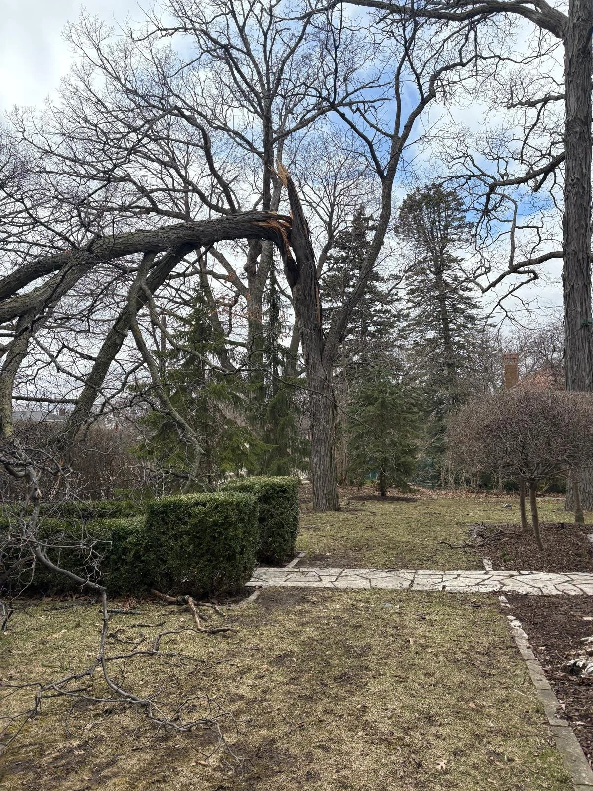 A garden with a broken tree branch hanging and lying on the ground, surrounded by other leafless trees and shrubs, with a stone pathway running through it during winter or early spring.
