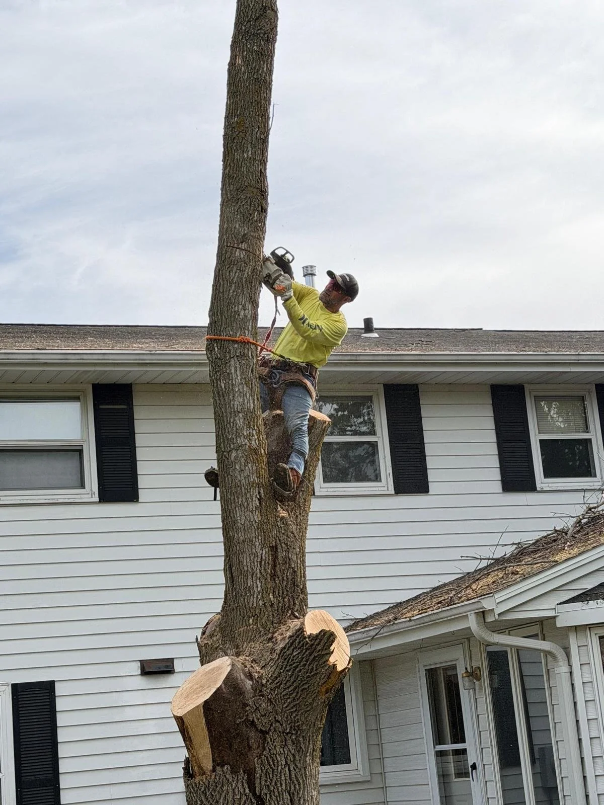 A man pruning a tall tree in the yard of a white house with black shutters, using a chainsaw and wearing safety gear.