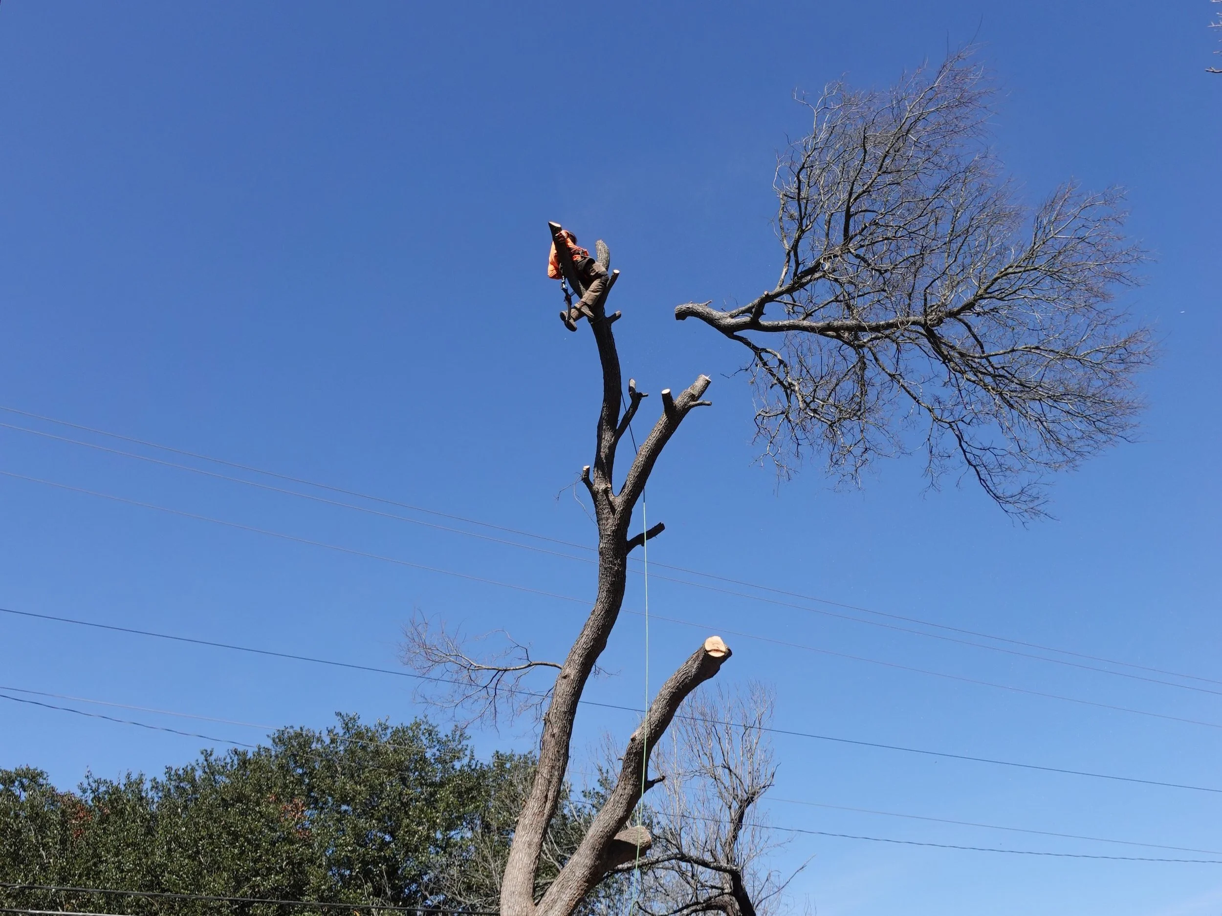 A person standing on a high branch of a tall, leafless tree, with some cut branches below, against a clear blue sky.