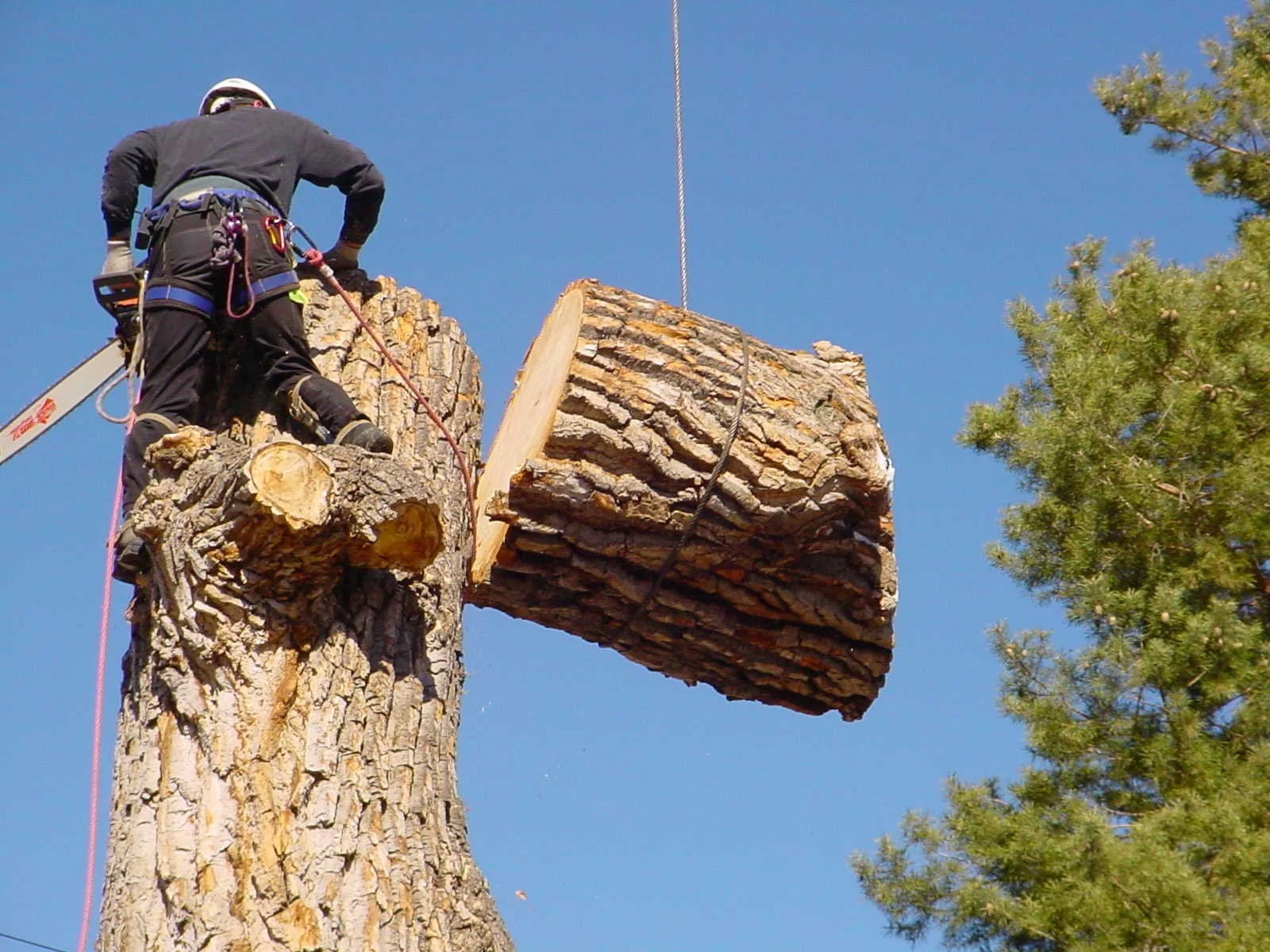 A lumberjack in protective gear using a chainsaw to cut a large tree trunk suspended in the air, with blue sky and a green tree in the background.