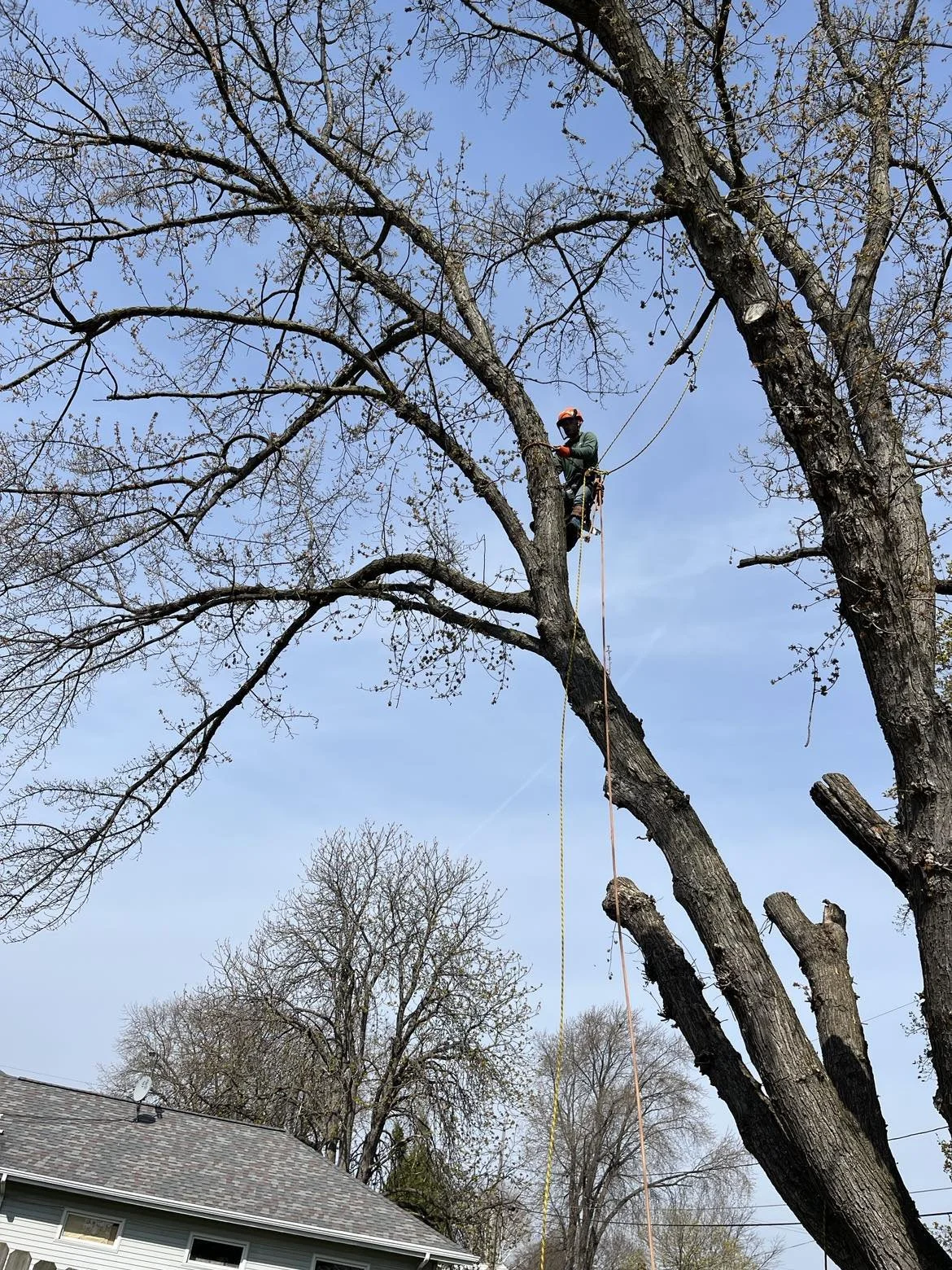 A person wearing a helmet and safety harness is climbing and working on a tall tree with no leaves, using ropes for support. The sky is clear and blue, and rooftops and other trees are visible below.
