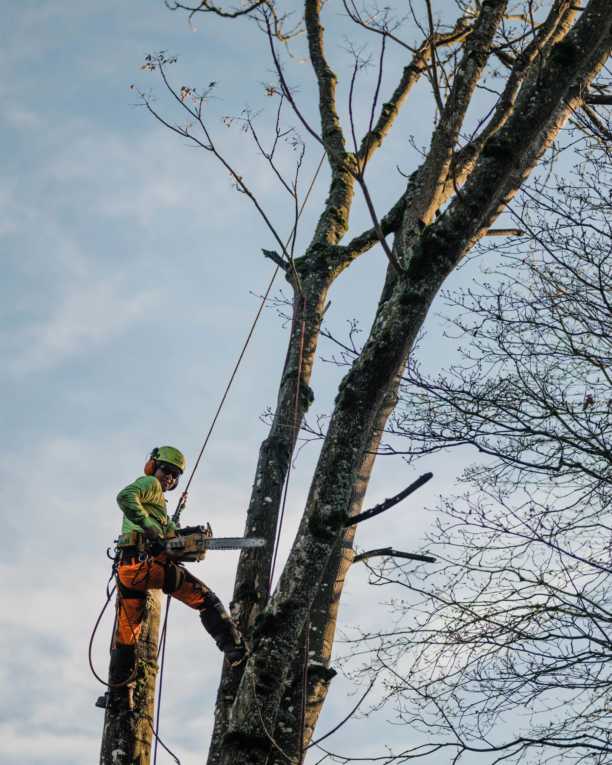 Tree trimmer in safety gear and helmet using a chainsaw while perched on a large tree branch.