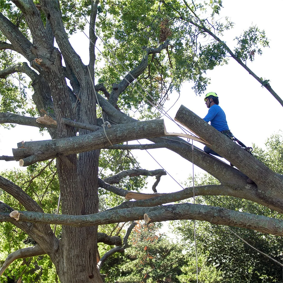 Tree Removal