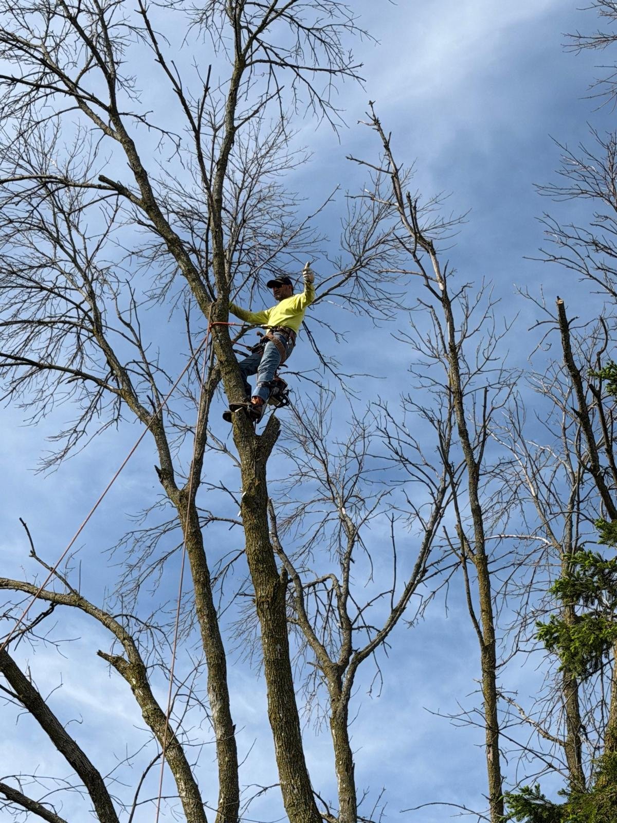 A person wearing a yellow shirt and jeans climbing a leafless tree, secured with ropes against a partly cloudy sky.