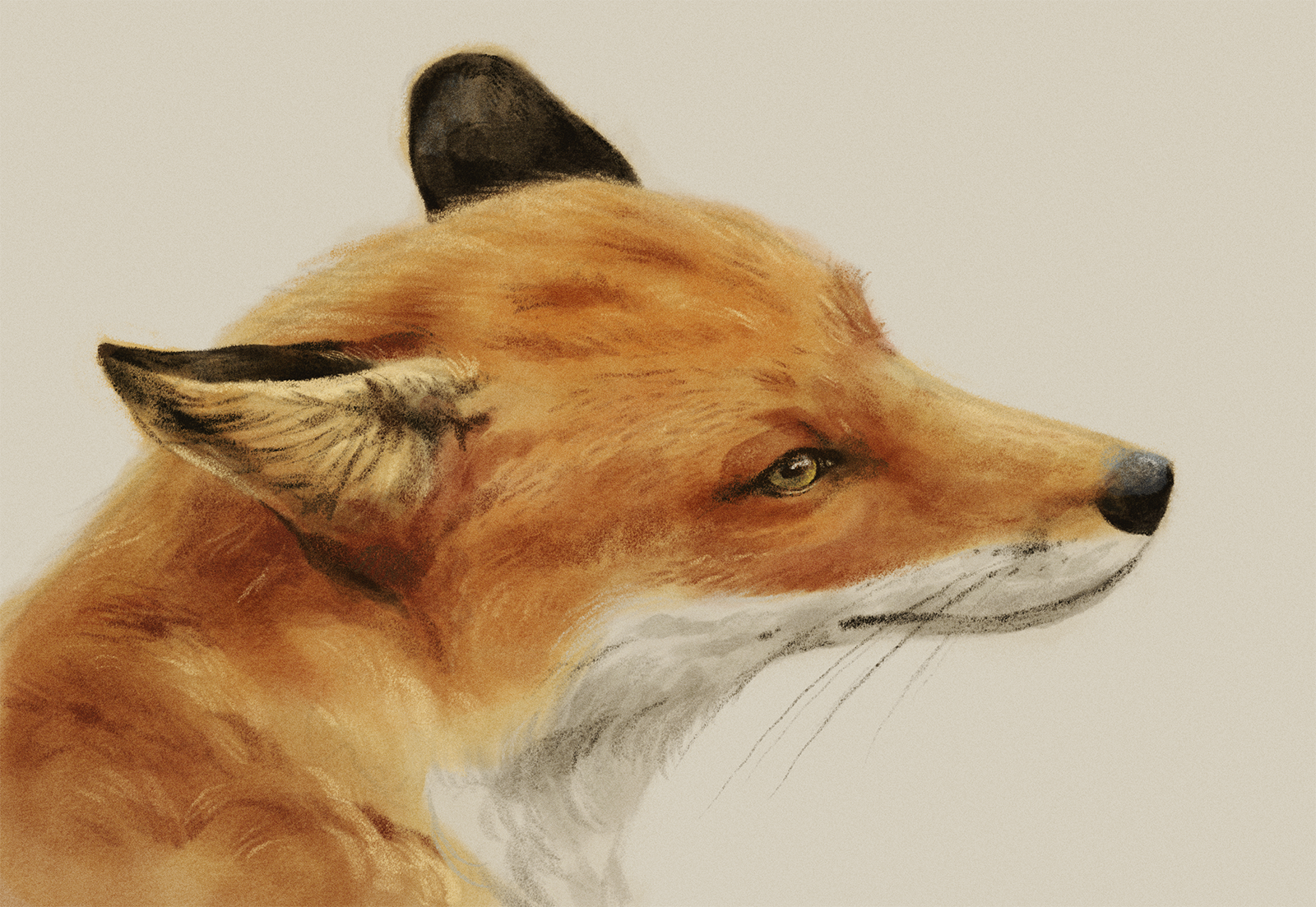 Vulpes vulpes