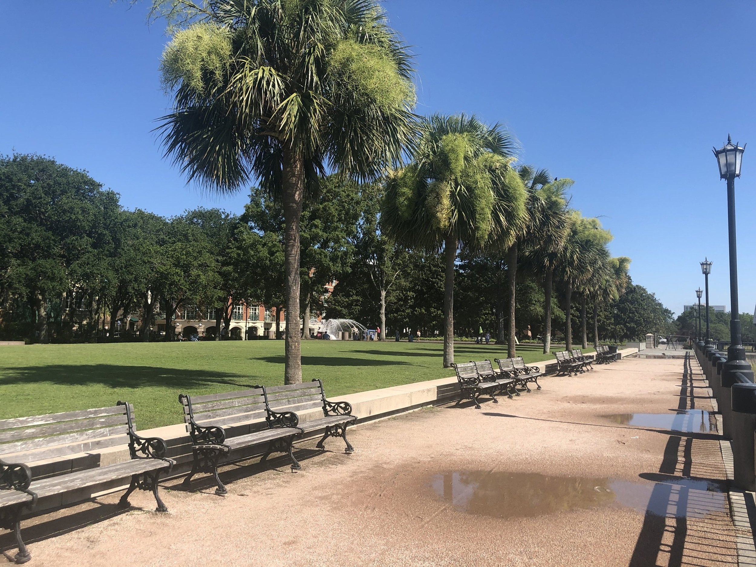 Palm Walk After Rain.jpg