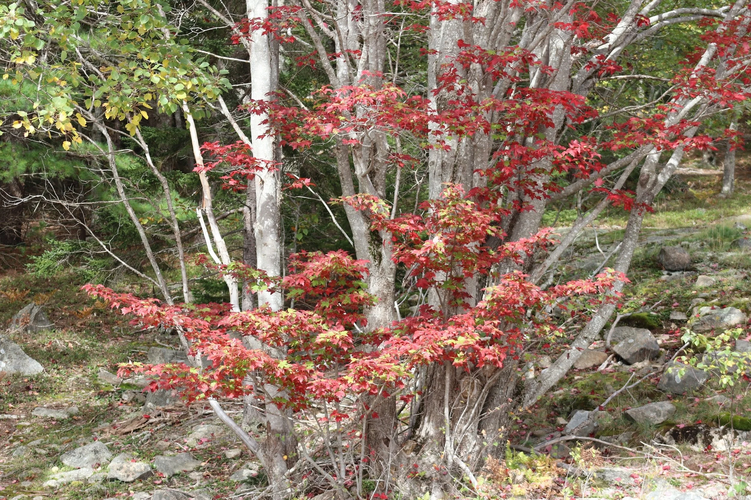 Autumn Contrast: Brilliant red maple leaves emerge against a backdrop of weathered trunks and evergreen forest, creating a striking study in color, texture, and seasonal transition. Rich in natural detail and quiet energy, this image is well suited f