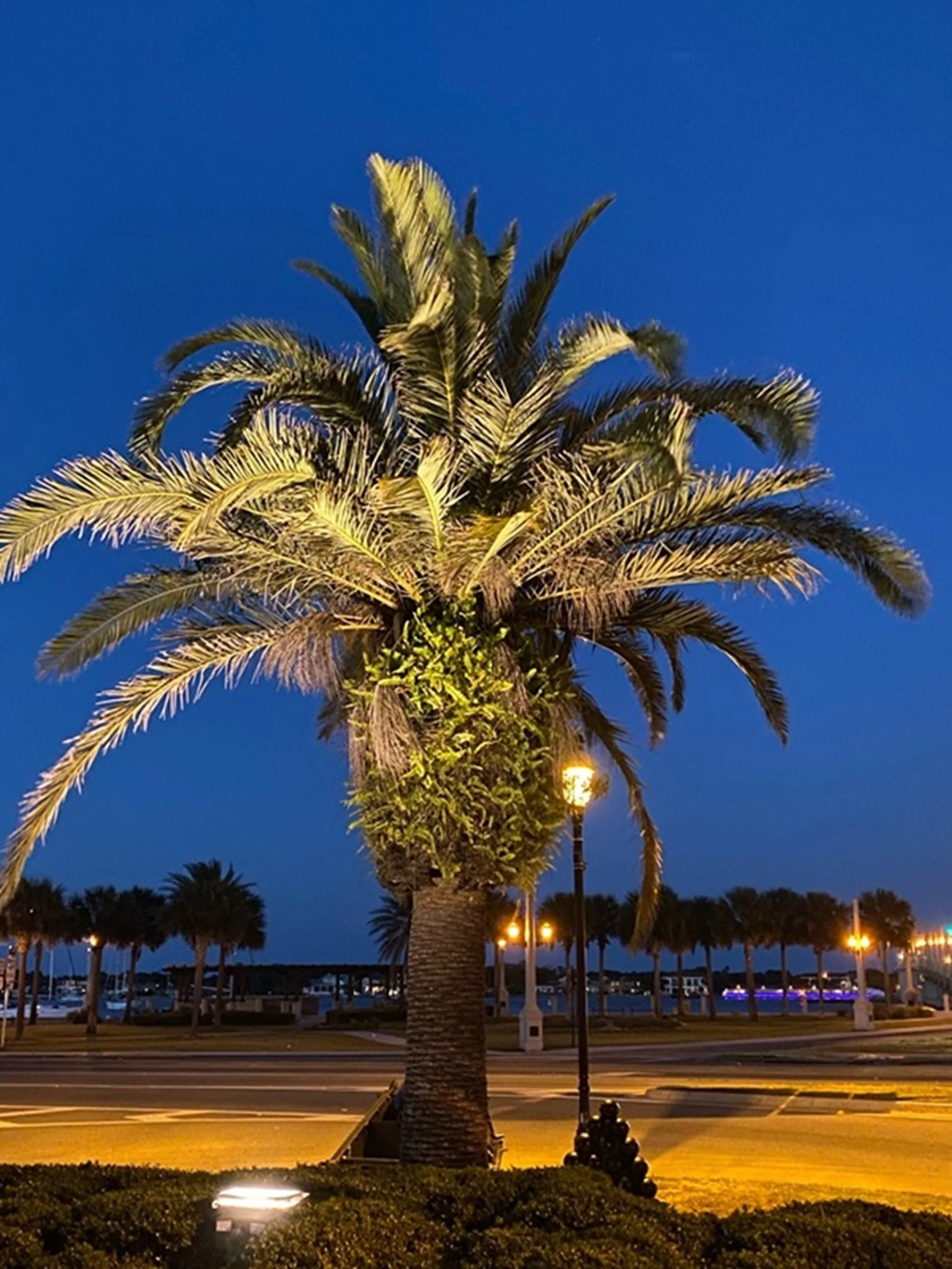 Harbor Evening: Bathed in the warm glow of evening light, a stately palm stands watch over a tranquil waterfront where gentle illumination reflects the easy rhythm of the Southern coast. Harbor Evening celebrates the quiet beauty of coastal destinati