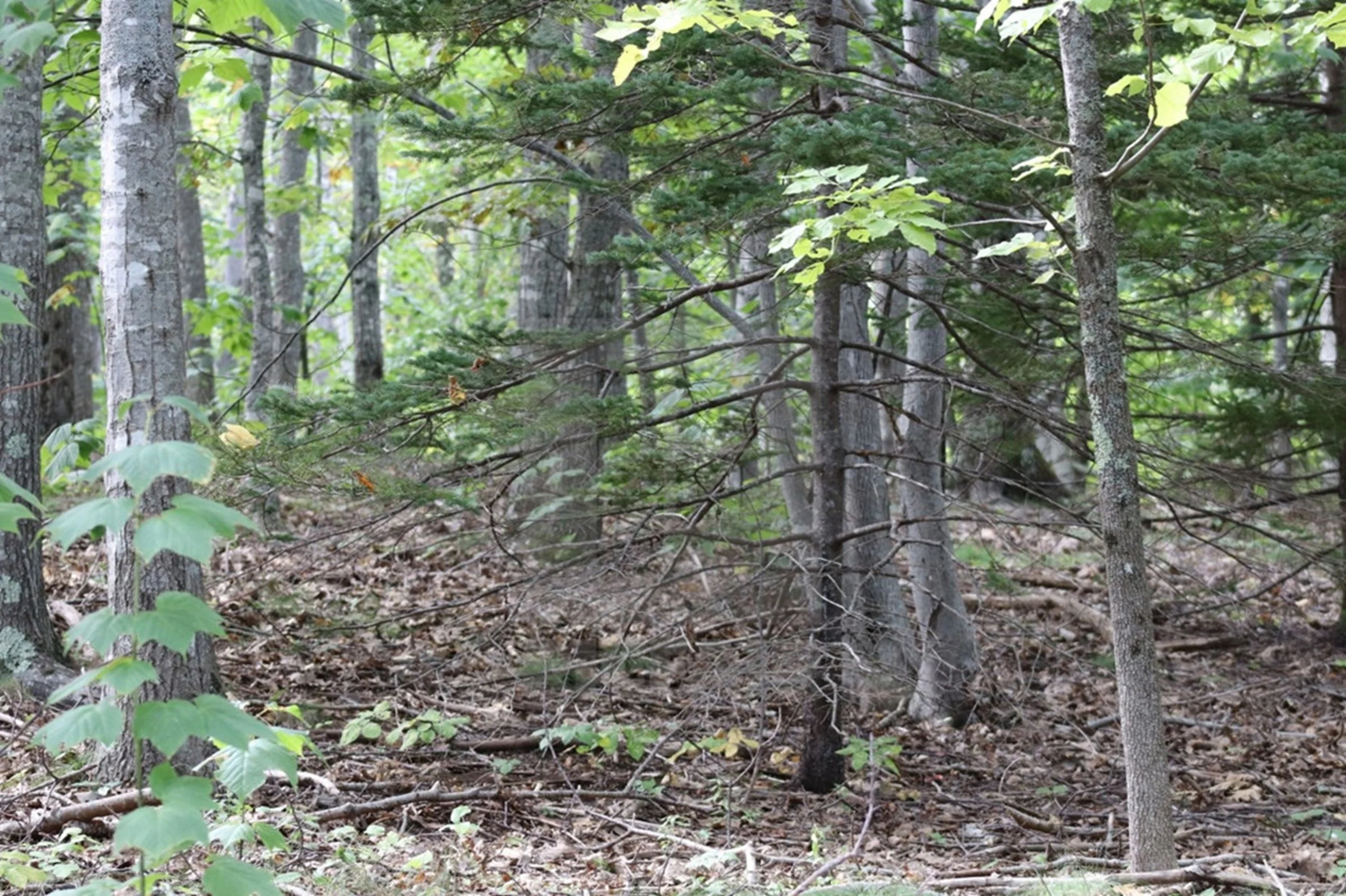 Into the Quiet - Northern Woodland Interior

A quiet woodland interior reveals scattered branches, soft forest textures, and filtered light beneath a dense canopy of northern trees.

Suggested Hospitality Use:

Eco-lodges

Nature retreat properties

