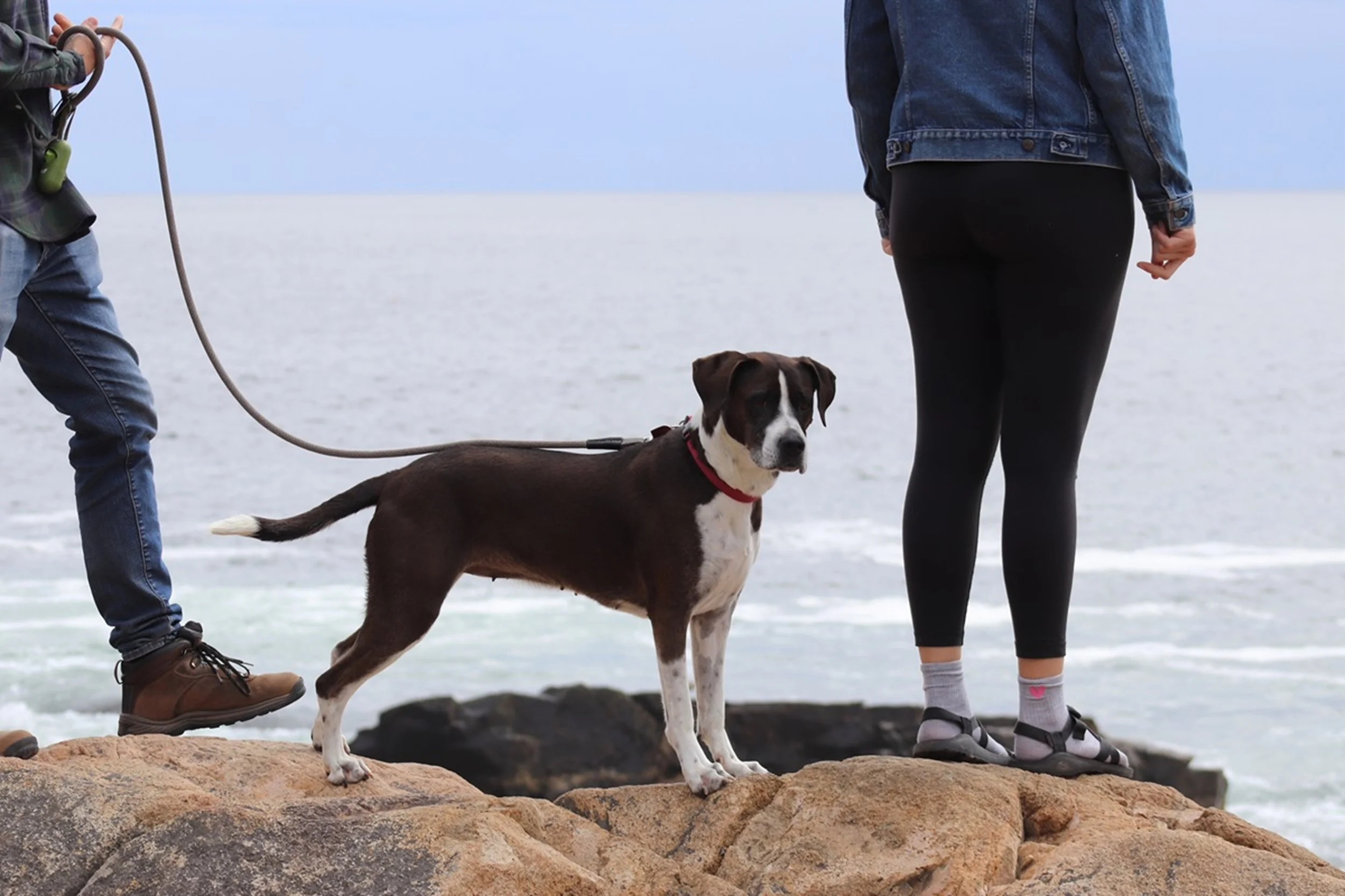 Dog on Beach with Owners - Coastal Lifestyle Moment

A brown and white dog stands calmly beside its owners during a relaxed walk along the shoreline. This authentic coastal lifestyle scene captures the quiet companionship between people and their pet