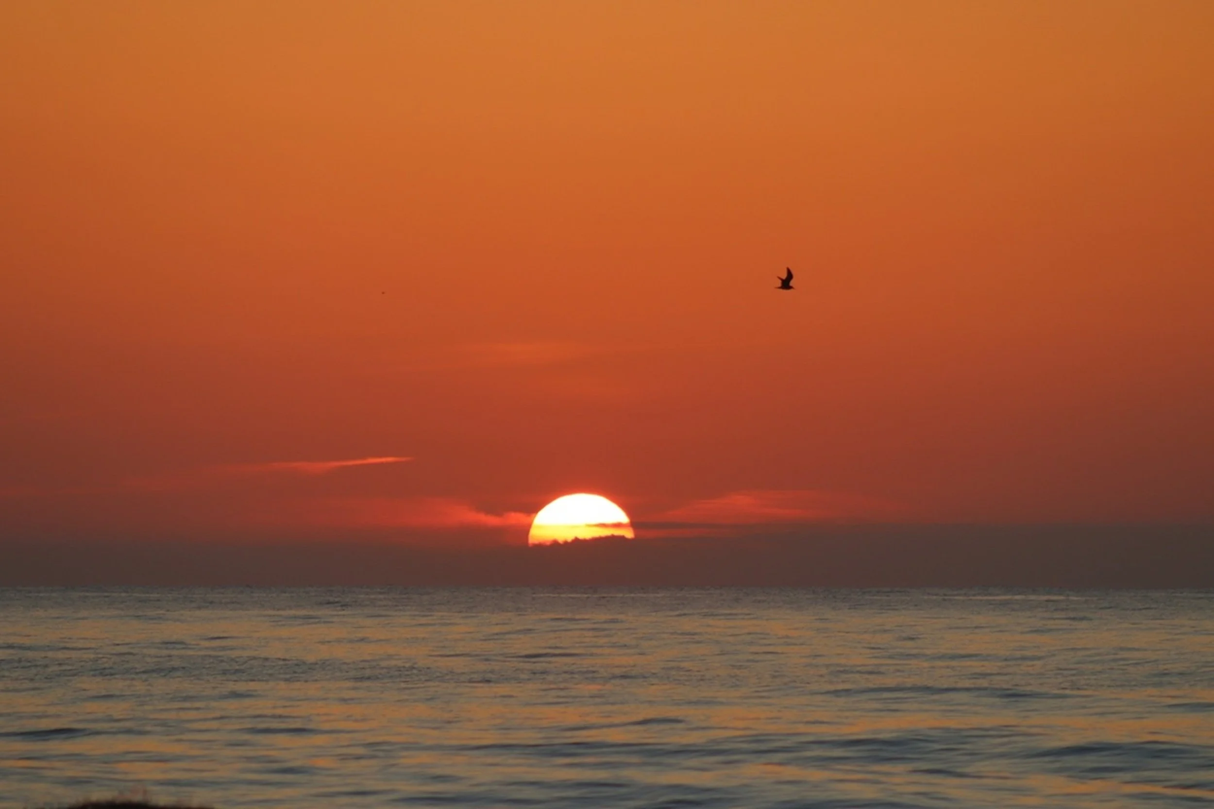 Dawn Flight: A lone seabird crosses a brilliant coastal sunrise as the first light of day emerges over the Atlantic horizon. The minimalist composition and rich warm tones create a calming focal point for boutique hotels, guest rooms, wellness spaces