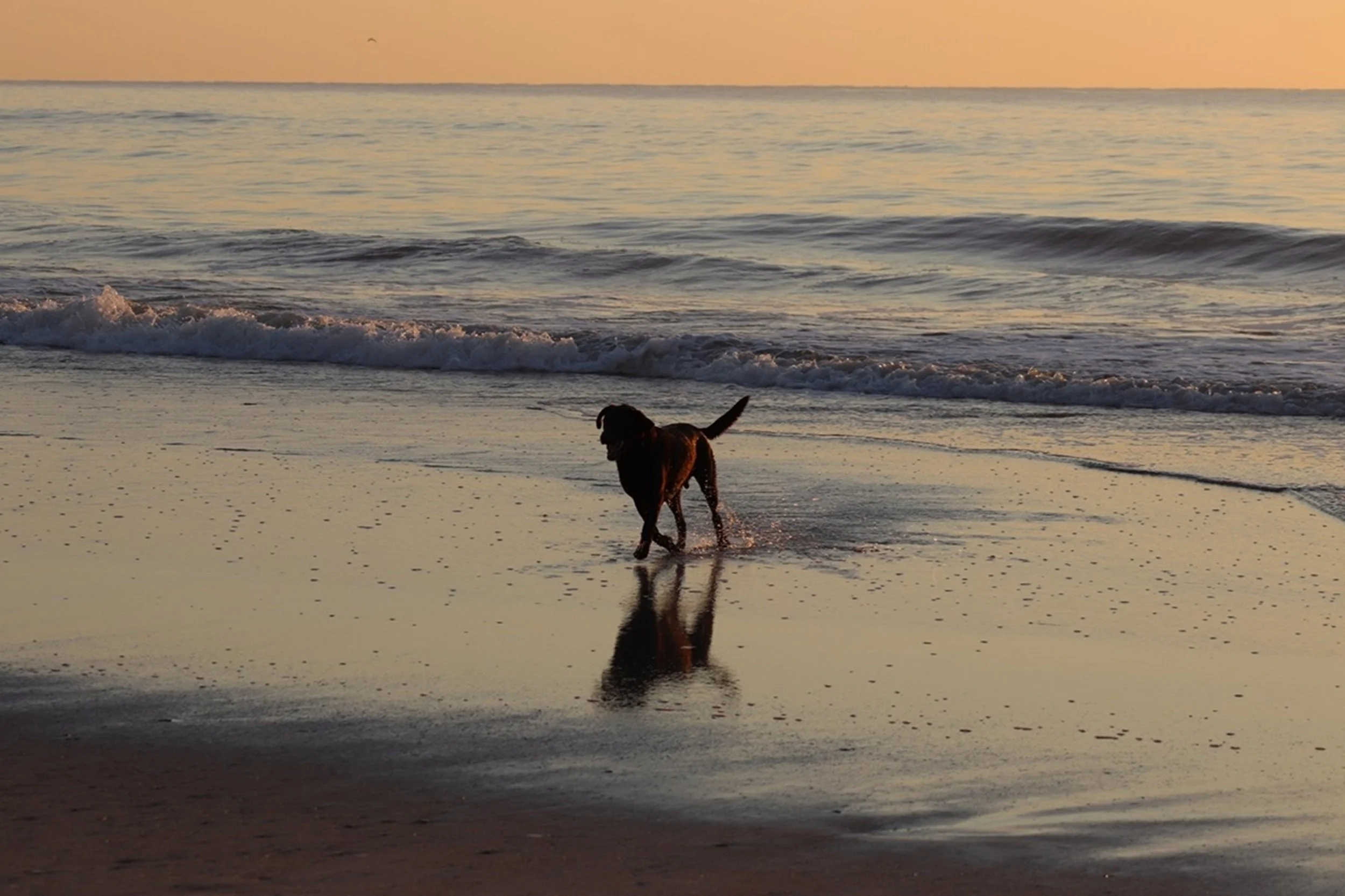 Morning Run: A dog moves freely along the water's edge beneath the soft glow of sunrise, capturing a simple moment of joy, movement, and connection to the coast. The image brings warmth, personality, and a welcoming sense of lifestyle-driven travel t