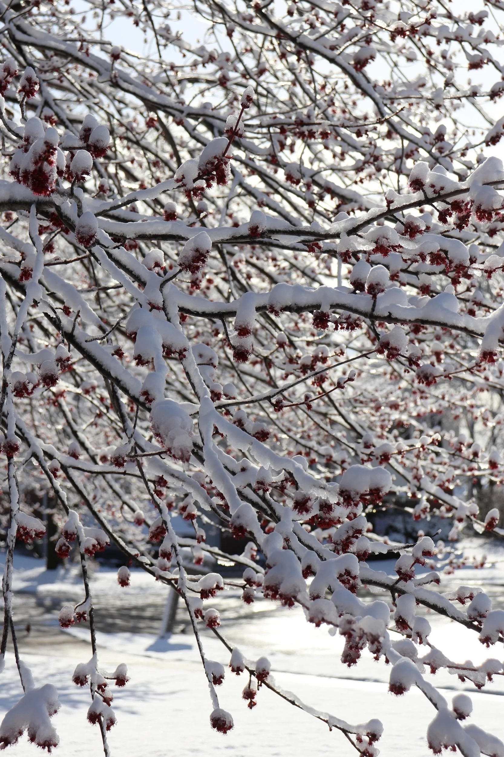 Snow-covered tree branches with red berries in a winter landscape.