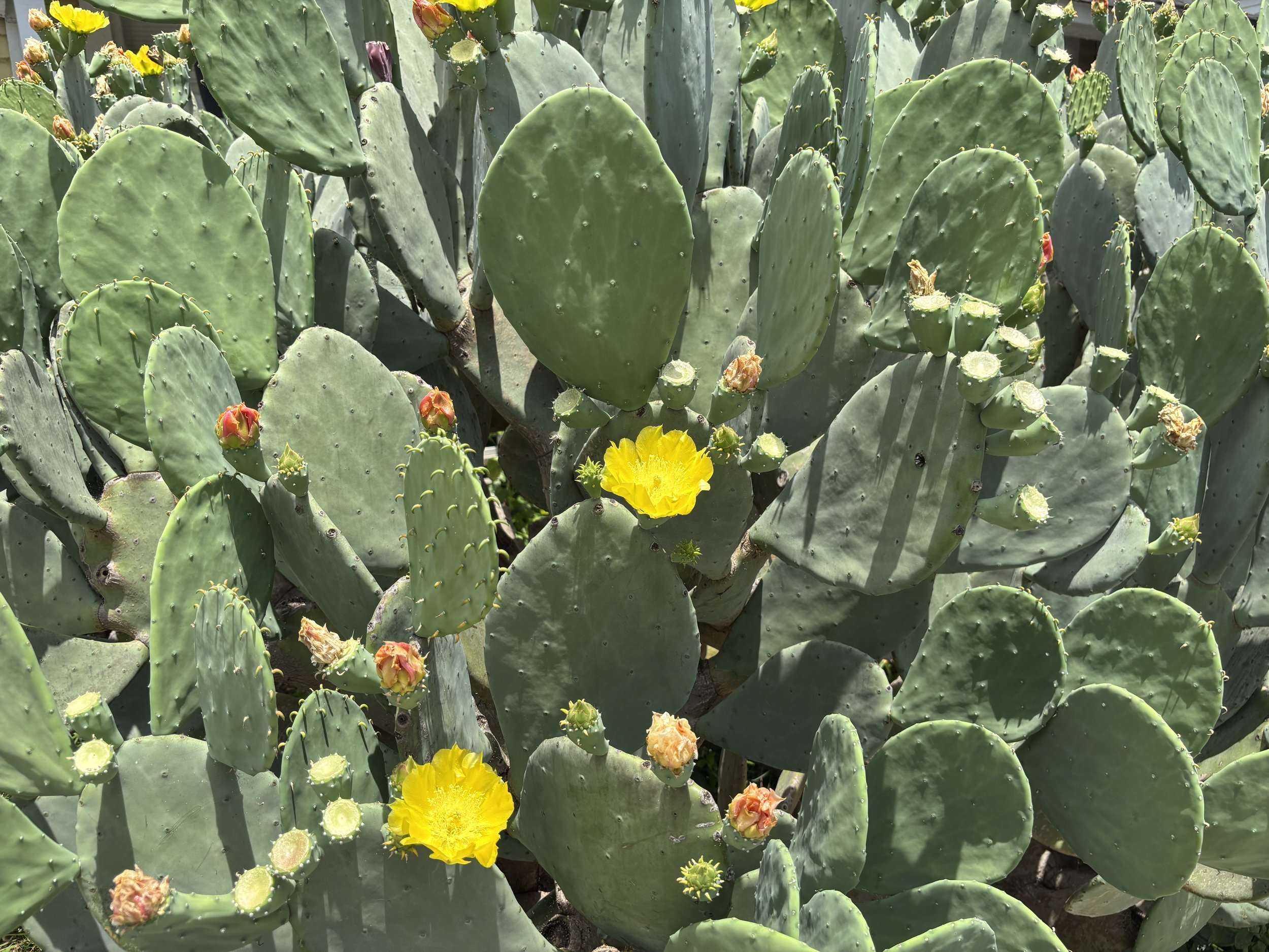 Desert Bloom: Golden blossoms emerge from sculptural prickly pear cactus, revealing the unexpected beauty and resilience of the desert landscape. Desert Bloom celebrates the striking contrast between bold organic forms and delicate seasonal color, cr