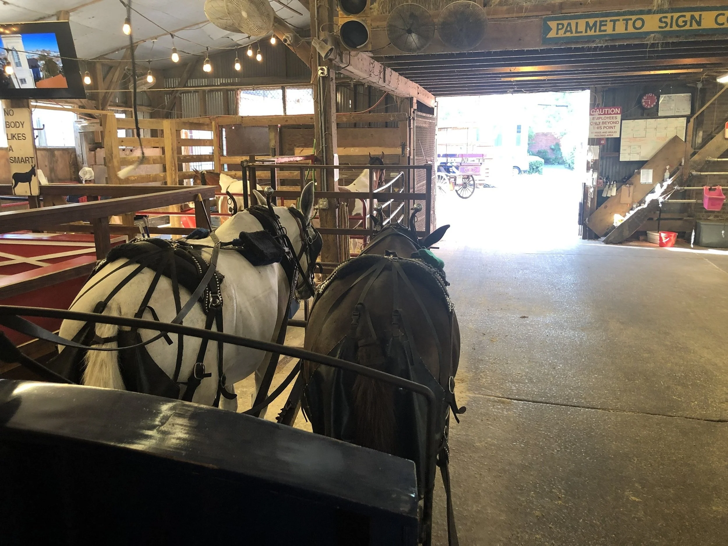 Between Journeys: Two carriage horses rest inside a historic stable, surrounded by weathered wood, warm light, and the quiet anticipation of the next ride. Rich in heritage and authenticity, this image celebrates Charleston’s living traditions and br
