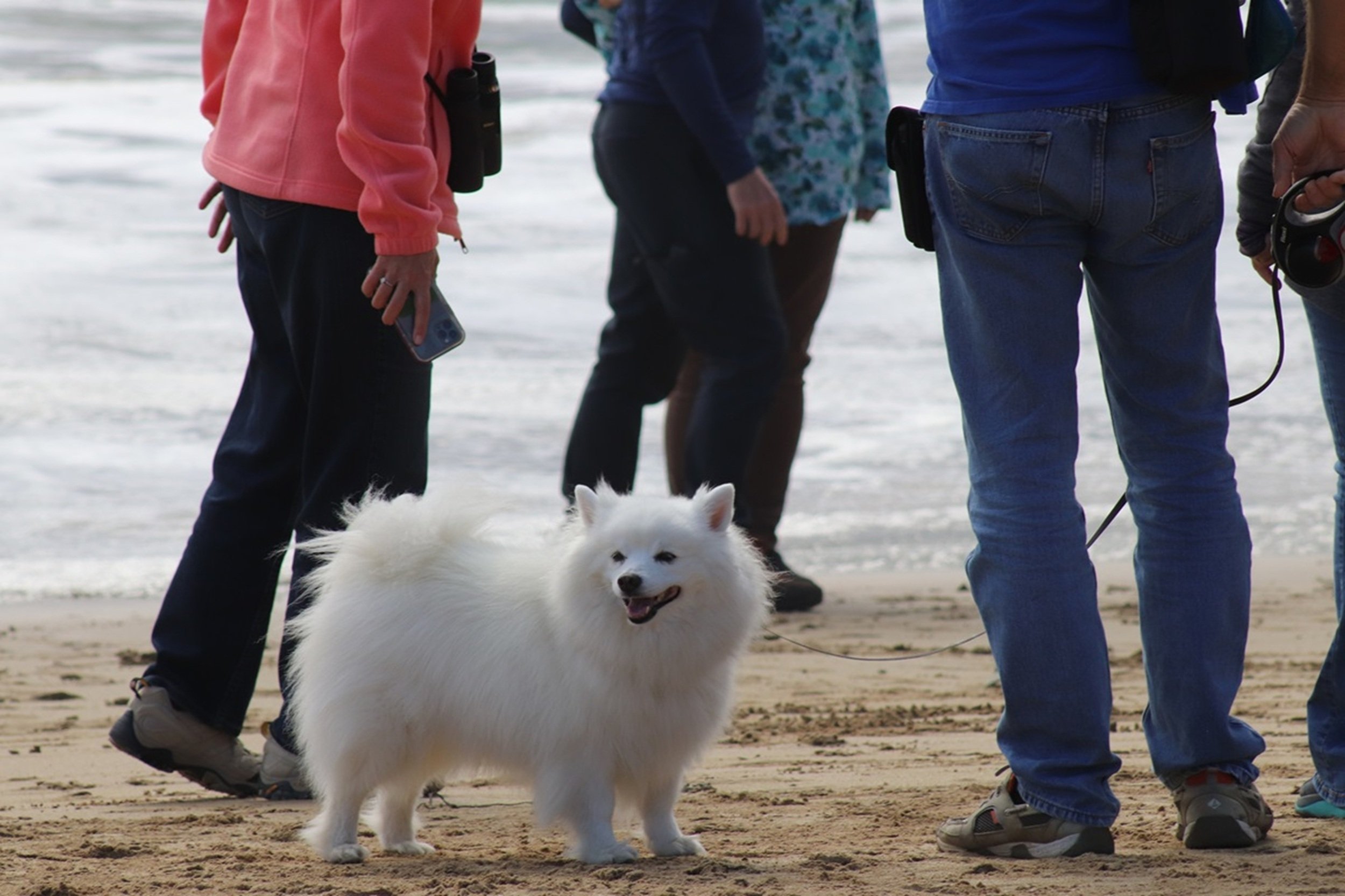 Coastal Companion - Beach Day Gathering: A bright white dog stands among visitors enjoying a day at the shoreline, capturing the welcoming, communal spirit of coastal travel. This image brings warmth, personality, and a sense of shared experience to 