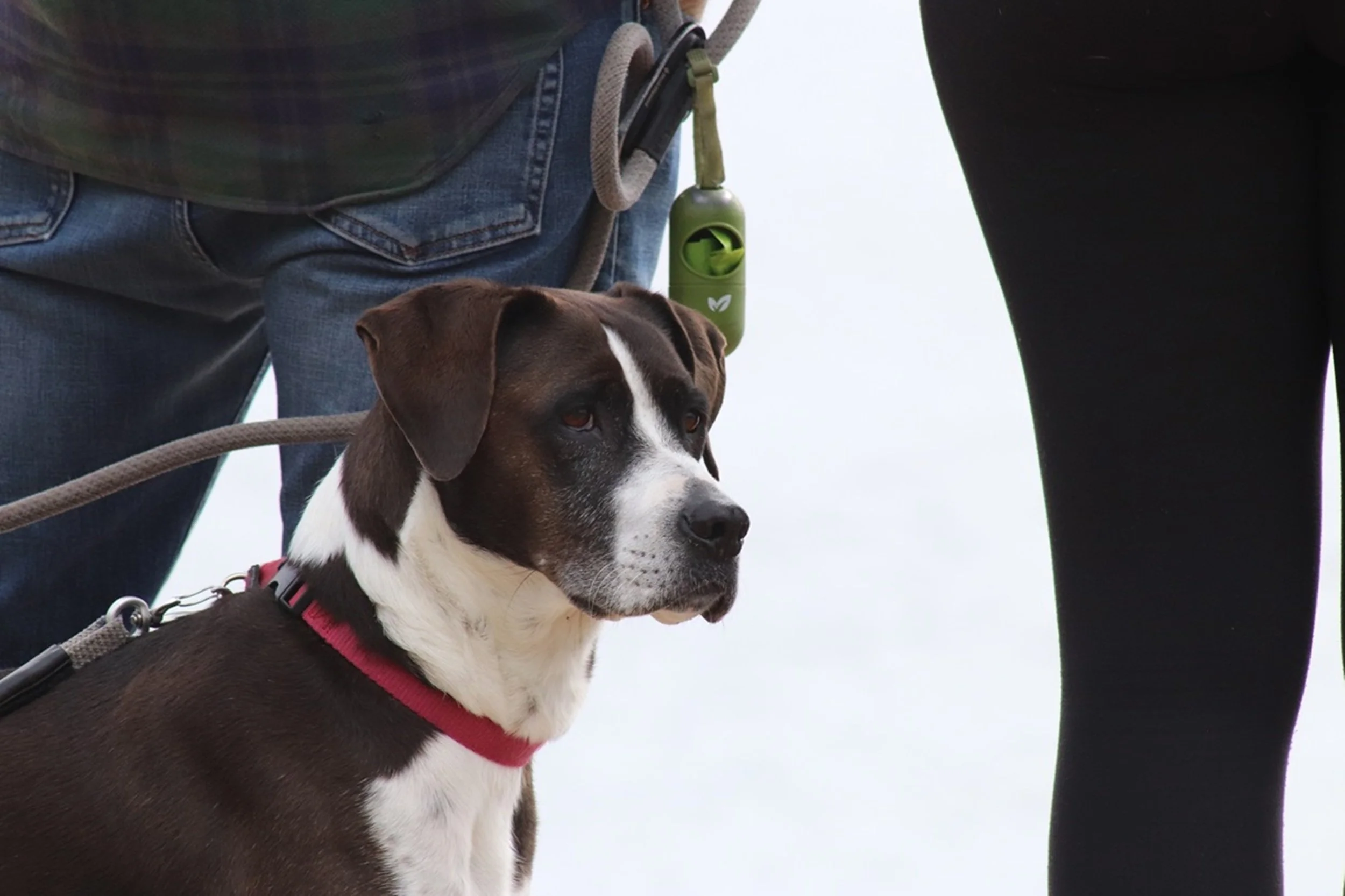 Coastal Companion - Quiet Moment on the Walk.jpg