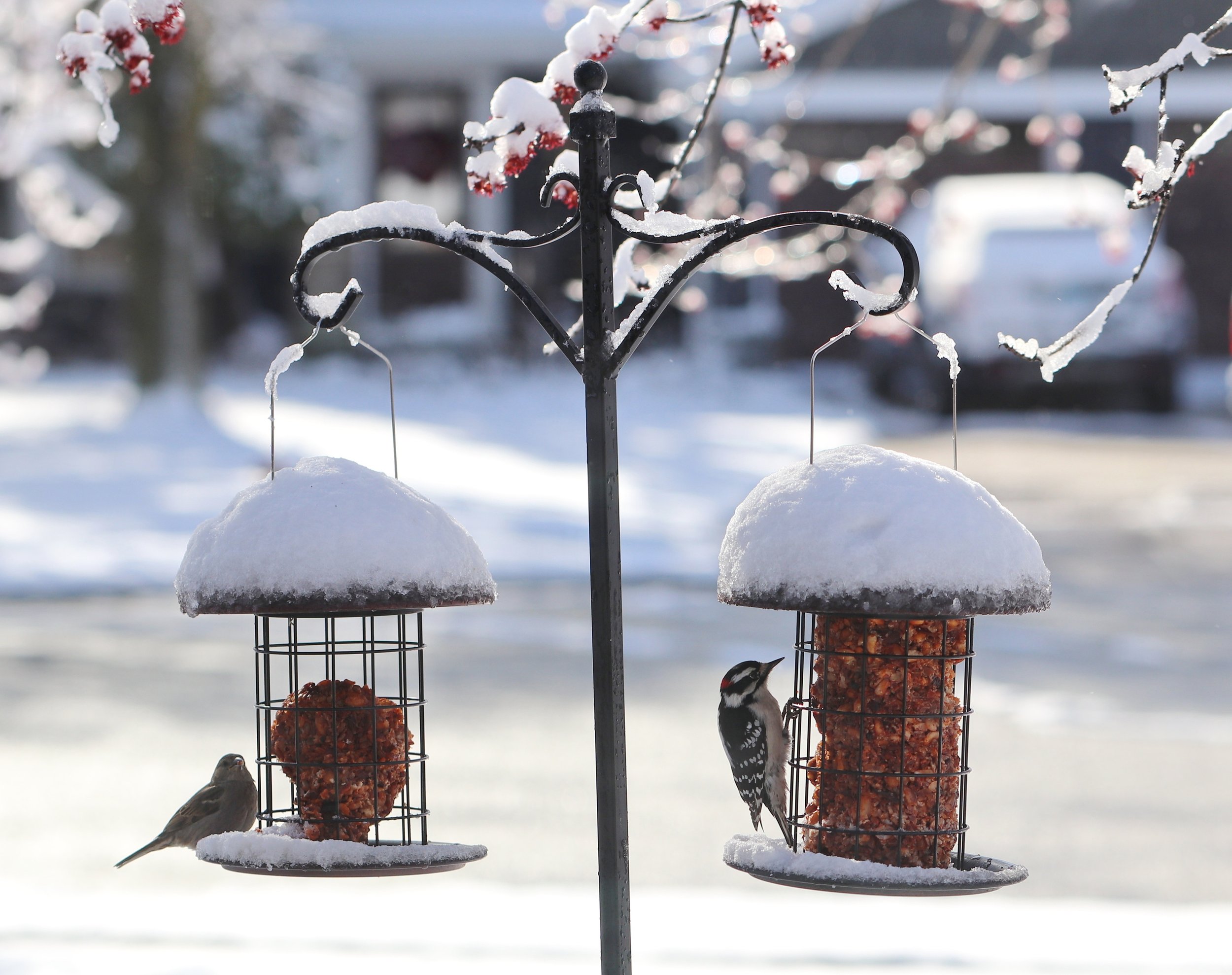 Winter Visitors at the Garden Feeder.JPG