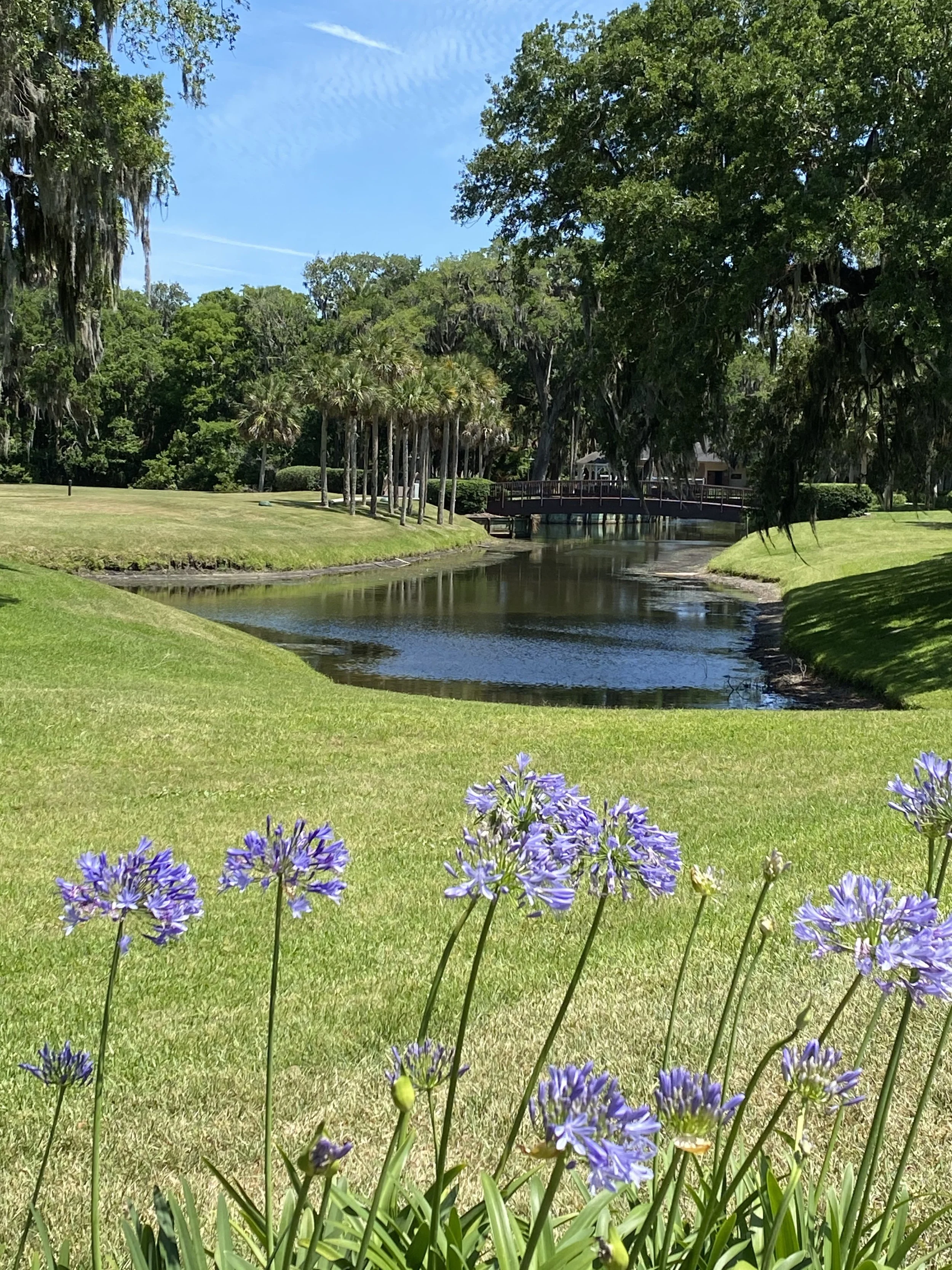 Garden Reflections: Delicate purple blooms frame a quiet pond where graceful palms, mature oaks, and still water create a scene of effortless serenity. Garden Reflections captures the restorative beauty of thoughtfully designed landscapes, inviting v
